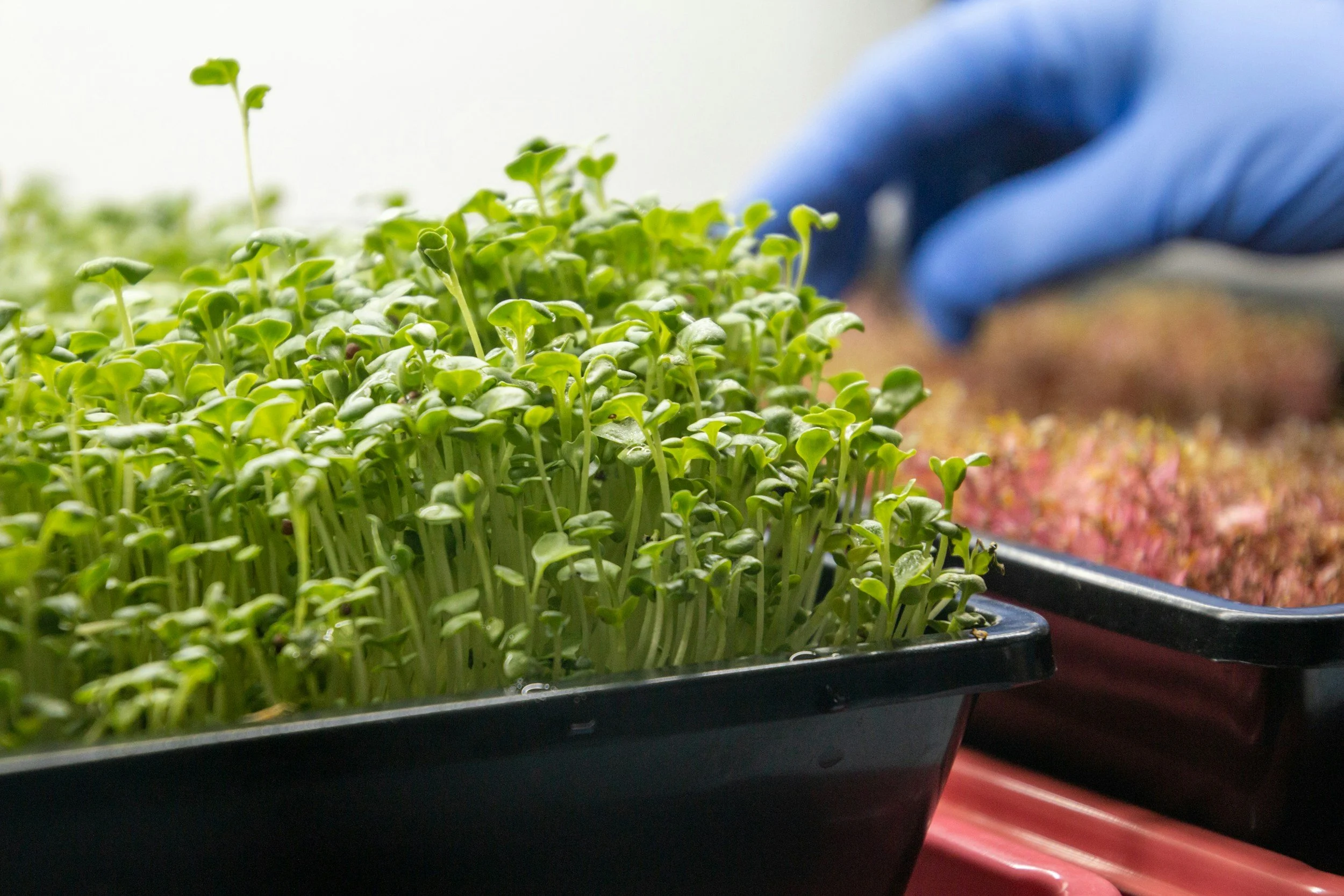 microgreens