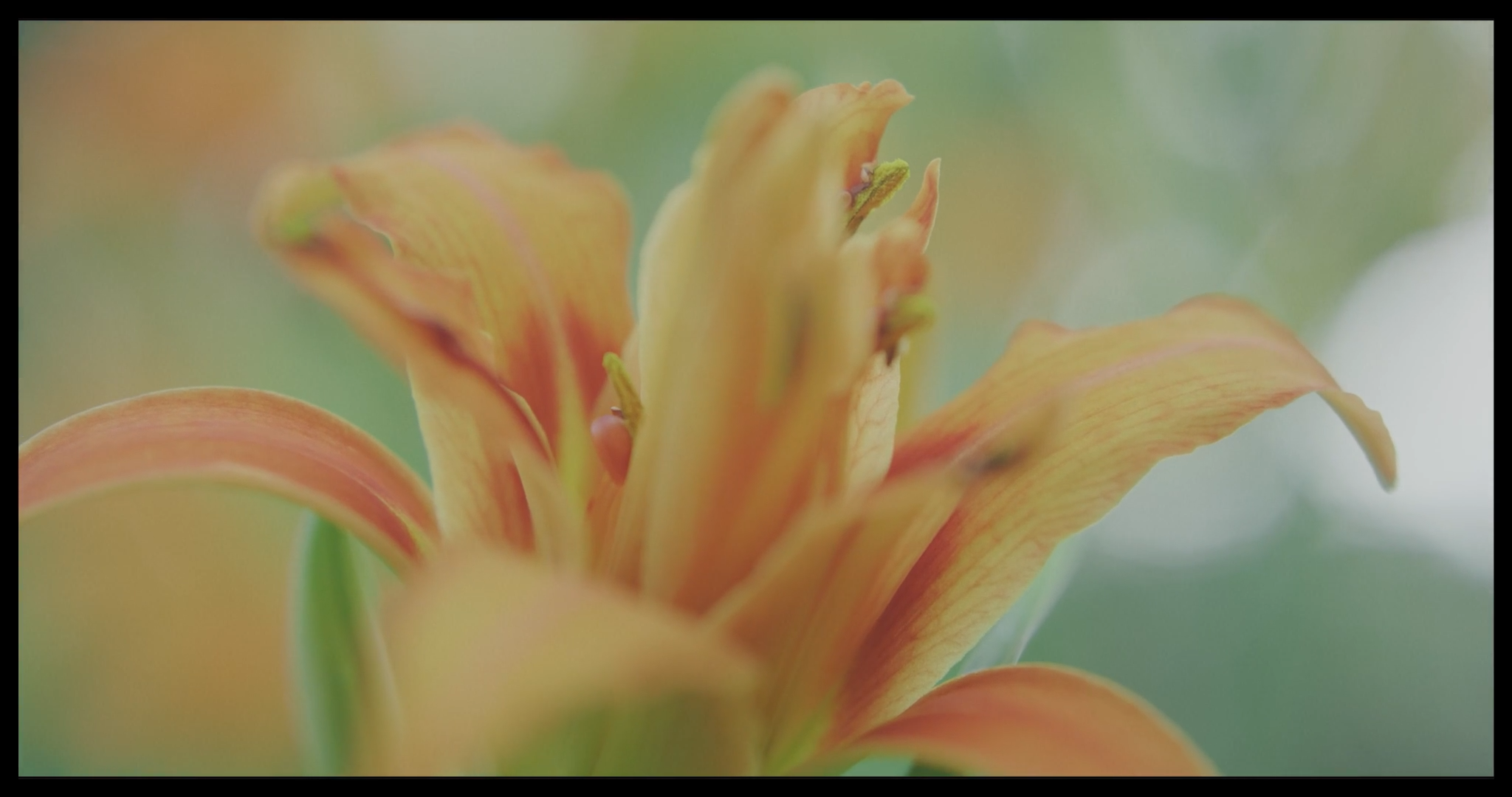 Les graines silencieuses_1.1.26.png