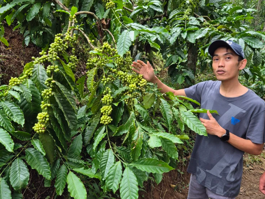 Canephora: waarom wij niet meer over robusta spreken