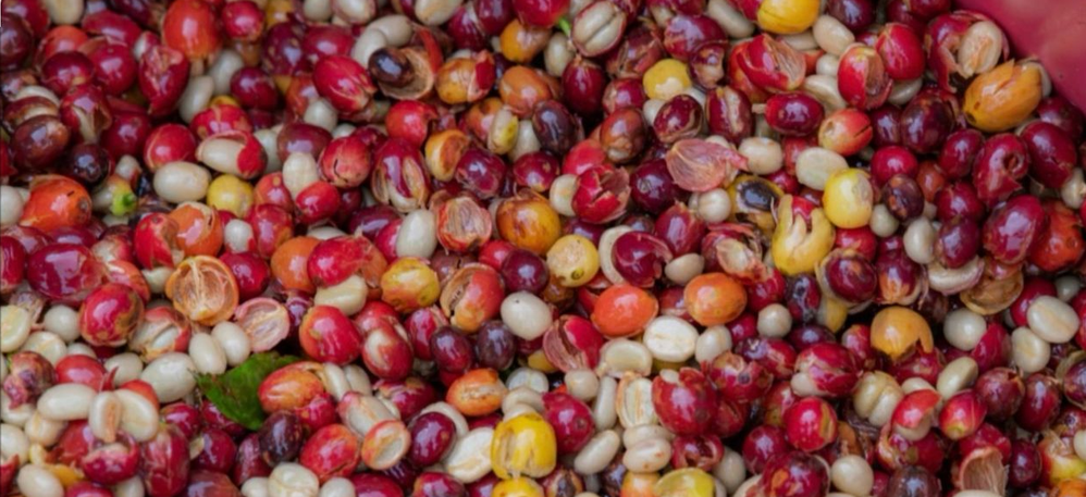 Anaerobe fermentatie: waarom minder zuurstof voor meer smaak zorgt
