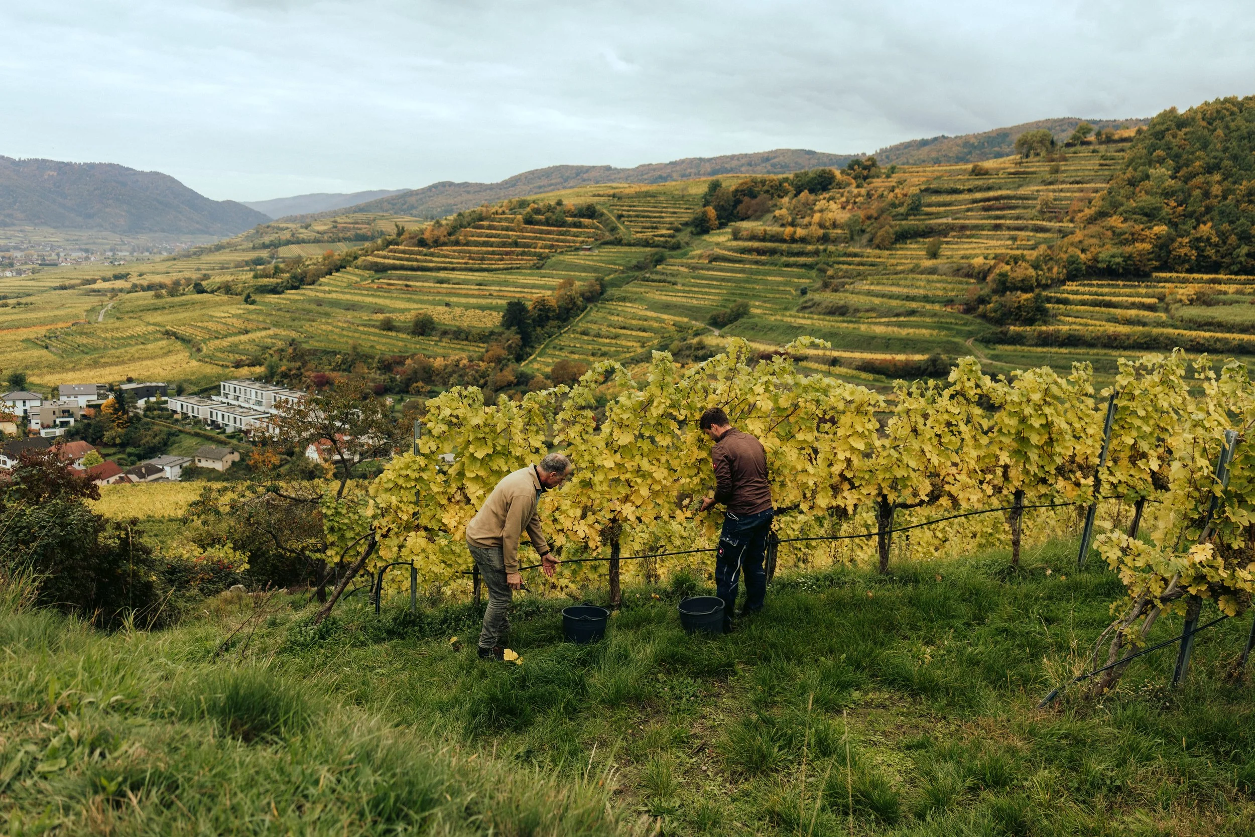 Domäne Wachau - Lese Preview @michaelschartner.creative-13.jpg