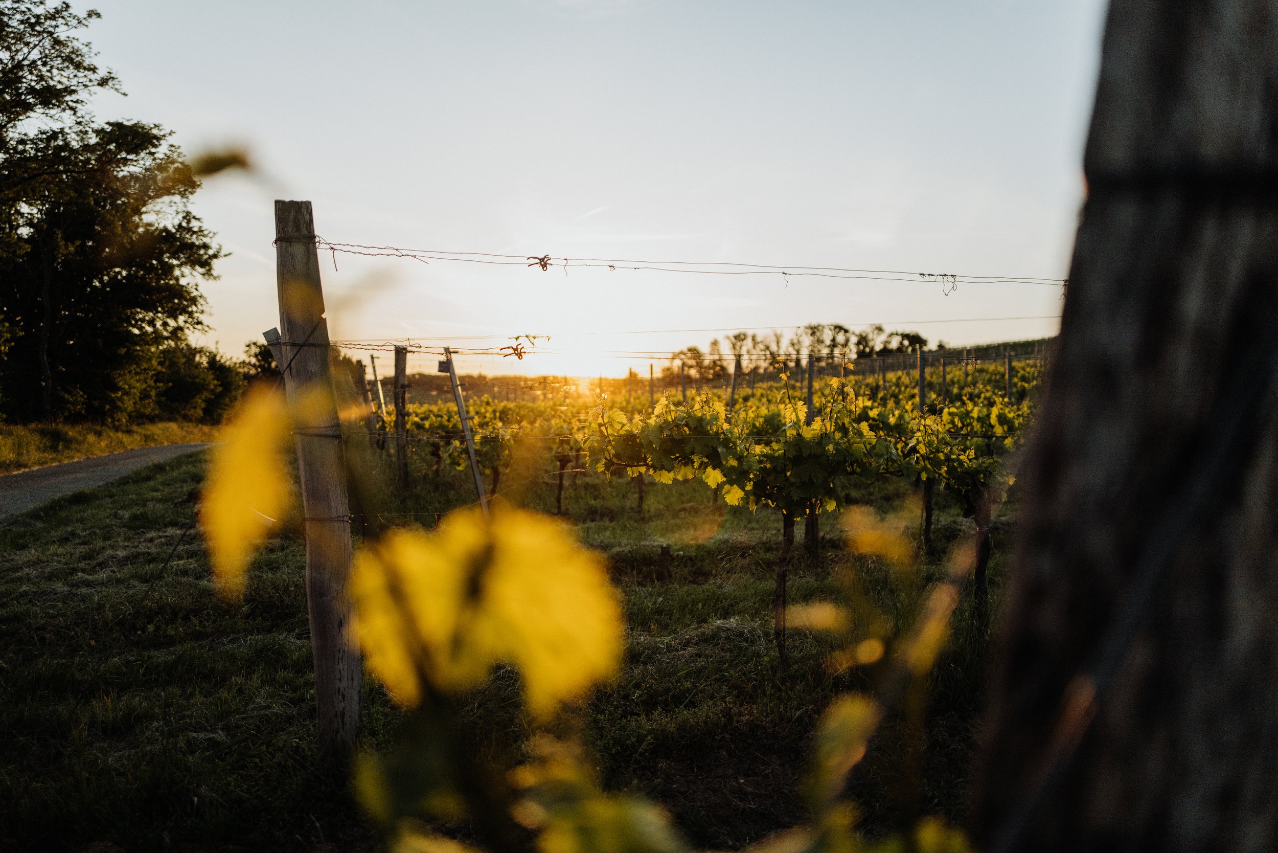 Weingut Markowitsch - 13.05.2025 (67 of 71).jpg