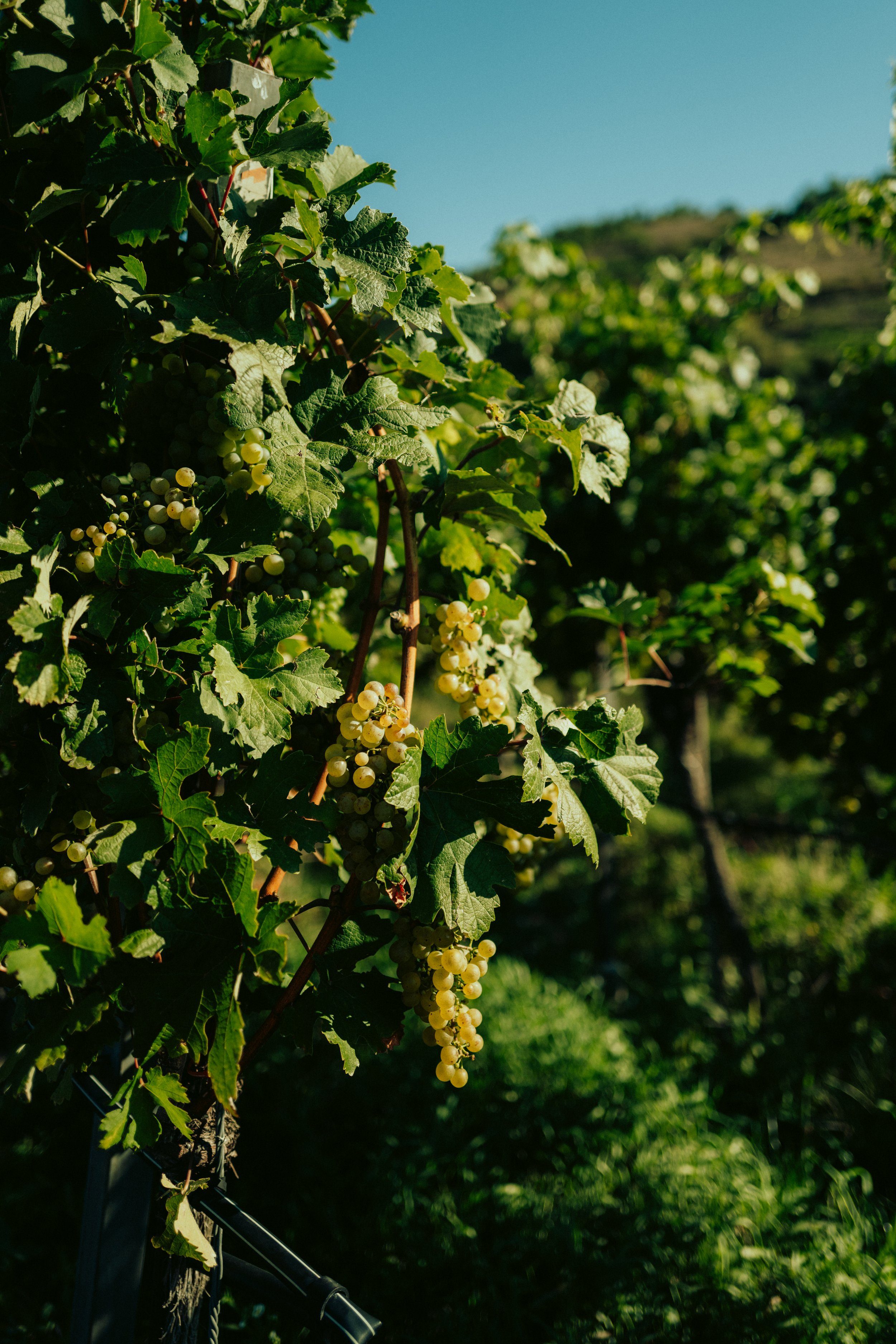 Domäne Wachau - @michaelschartner.creative-3.jpg