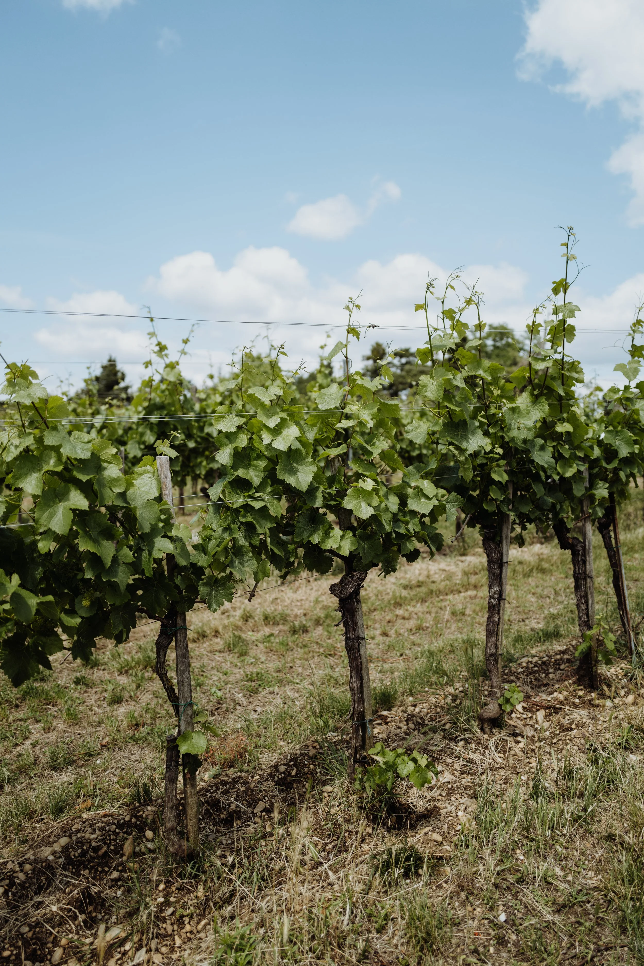 Weingut Türk - (c) _michaelschartner.creative-13.jpg