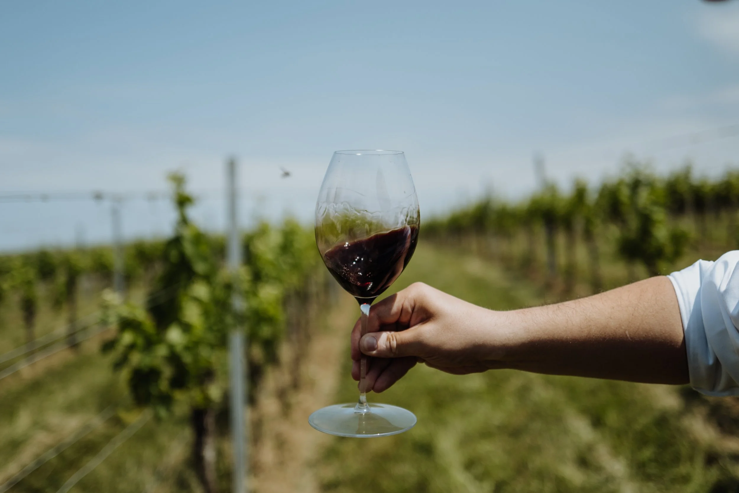 Weingut Pfneisl 14 - (c) _michaelschartner.creative.jpg