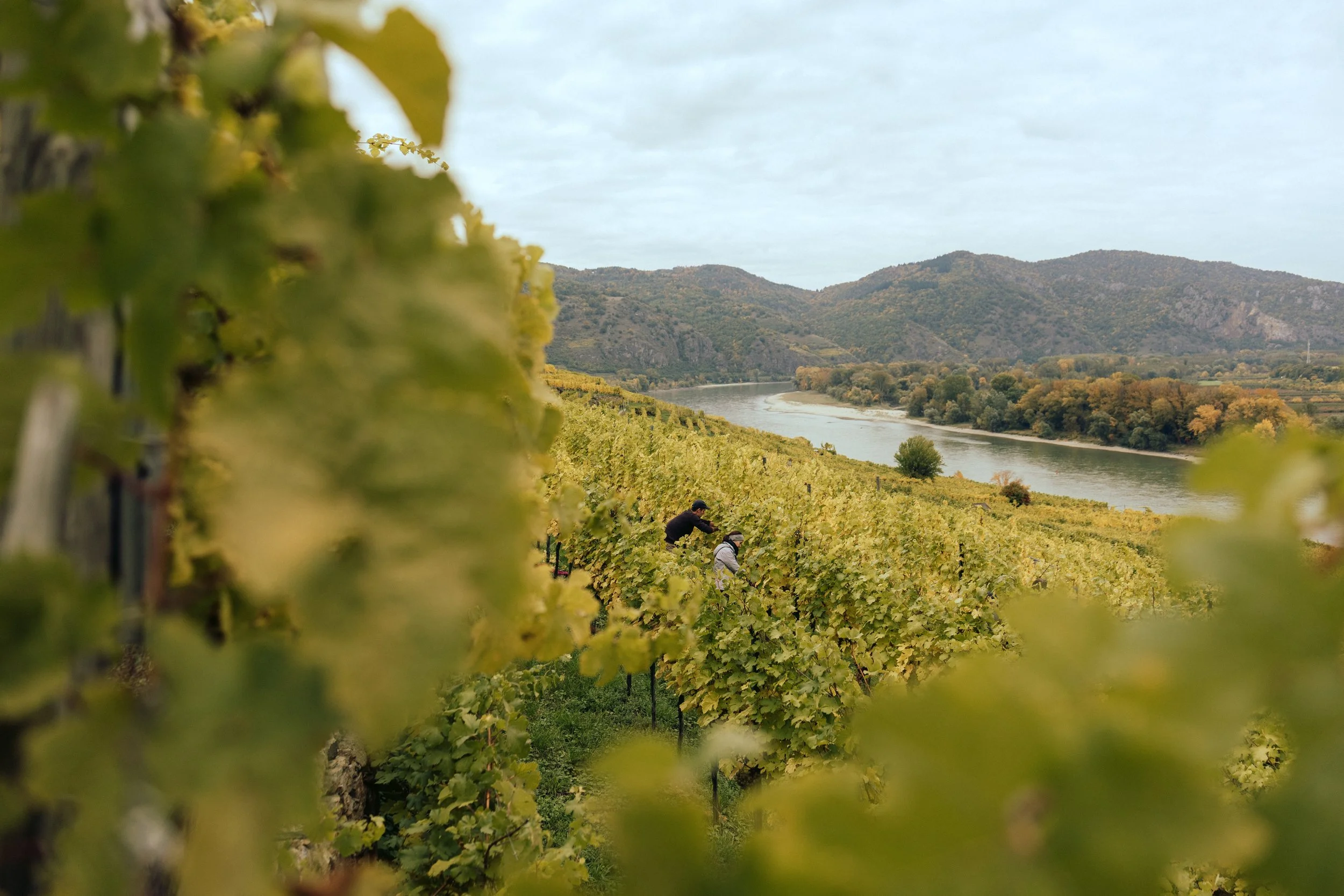 Domäne Wachau - Lese Preview @michaelschartner.creative-12.jpg