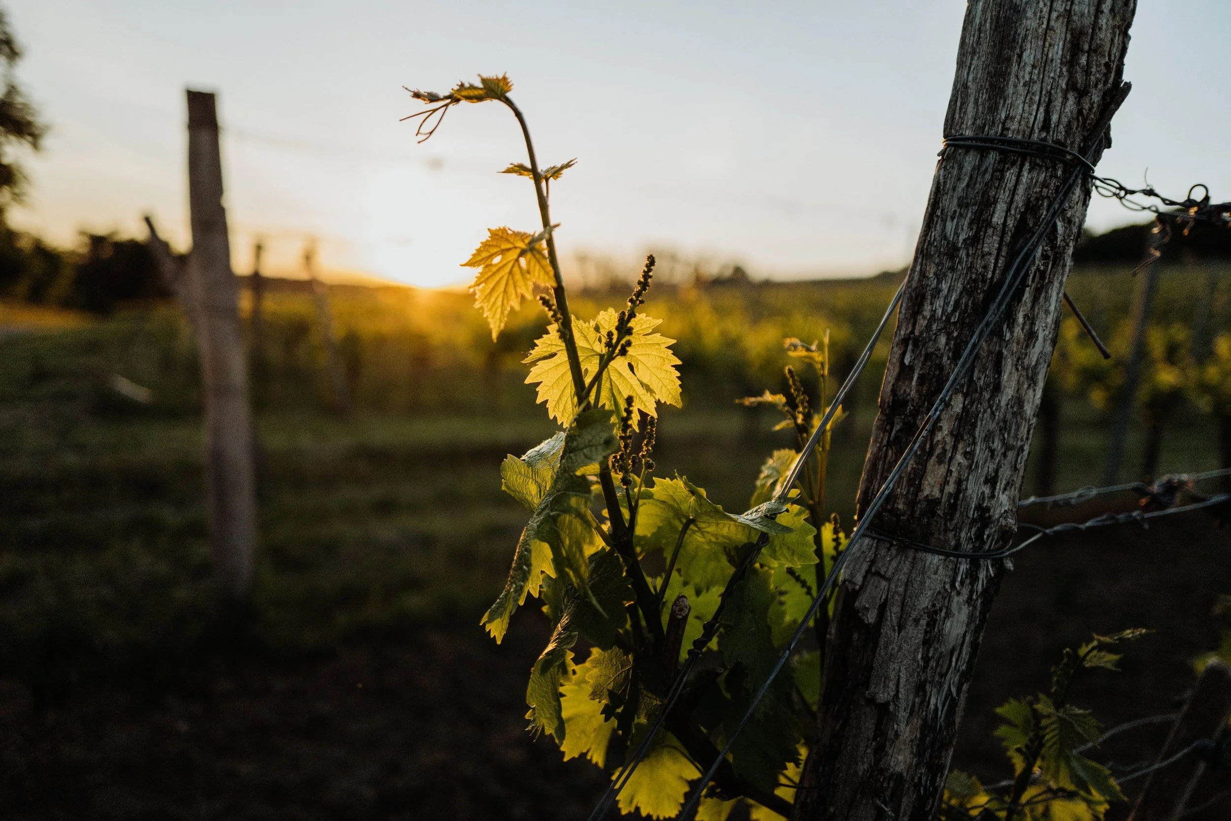 Weingut Markowitsch - 13.05.2025 (65 of 71).jpg