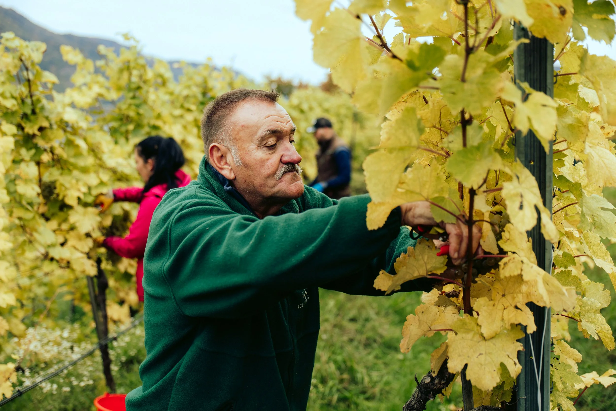 Domäne Wachau - Lese Preview @michaelschartner.creative-6.jpg