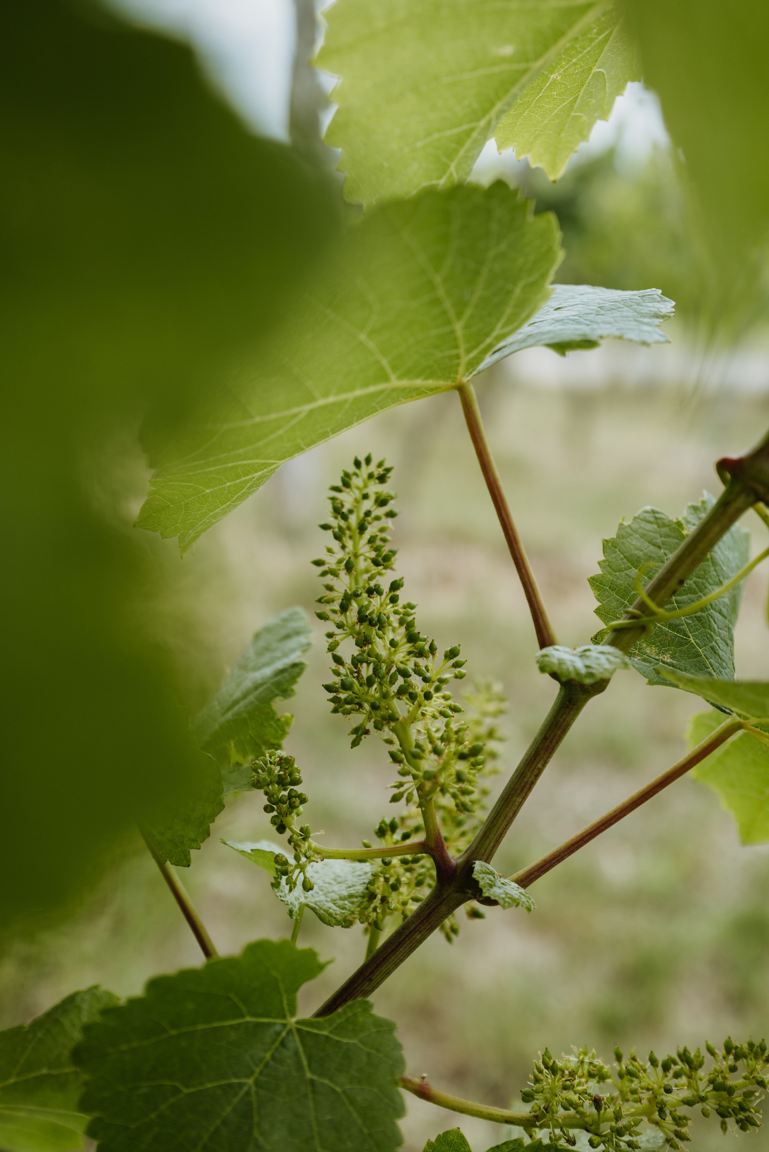 Weingut Türk - (c) _michaelschartner.creative-10.jpg