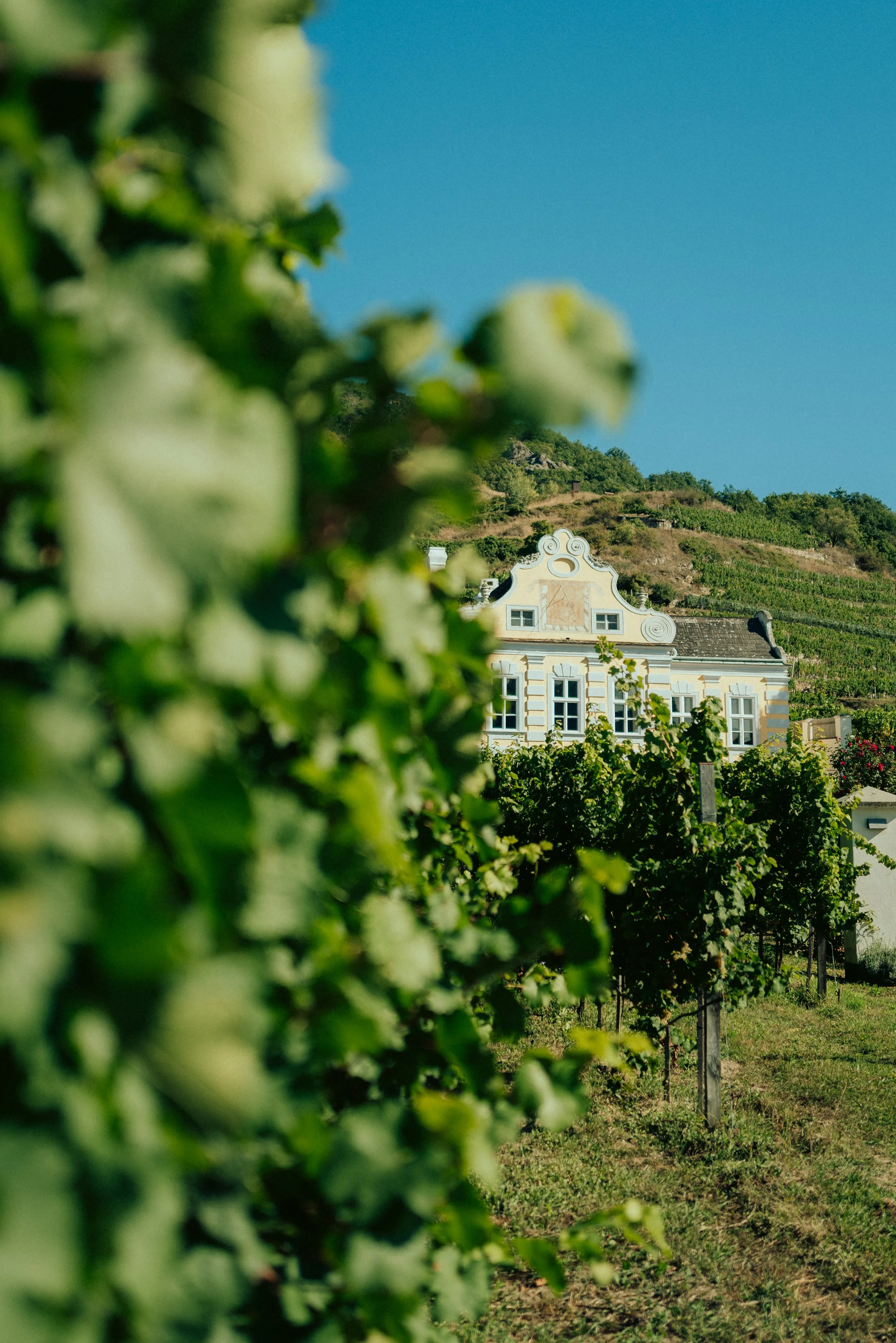 Domäne Wachau - @michaelschartner.creative-5.jpg