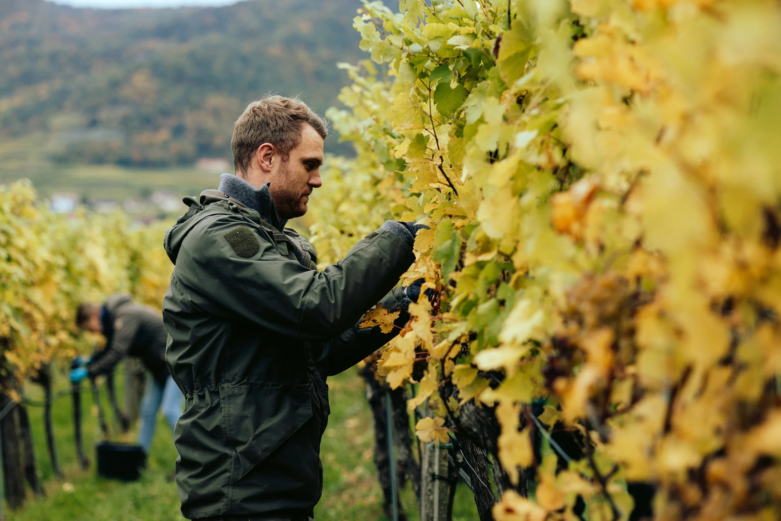 Domäne Wachau - Lese Preview @michaelschartner.creative-3.jpg