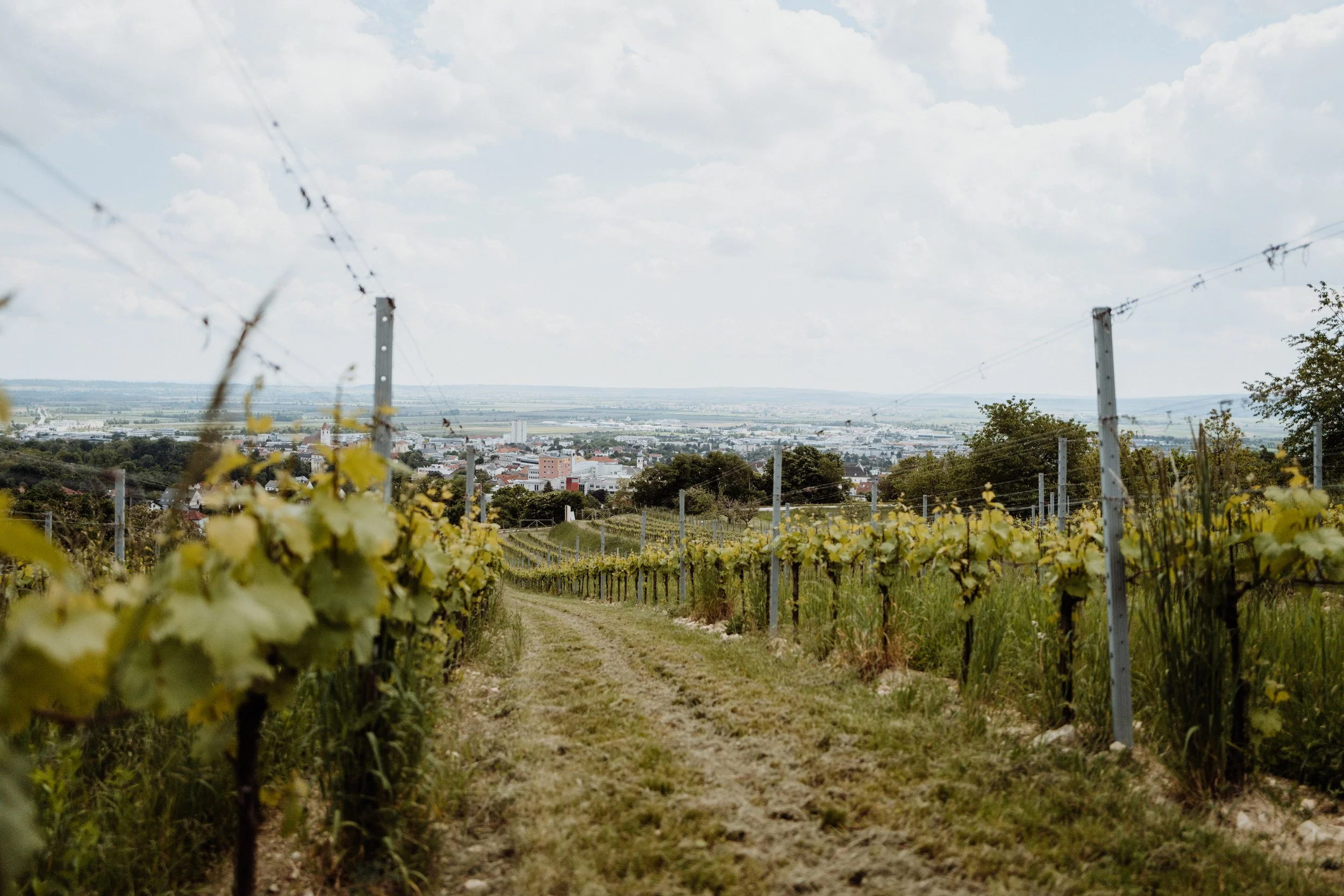 Weingut Kollwentz - 13.05.2025 (15 of 39).jpg
