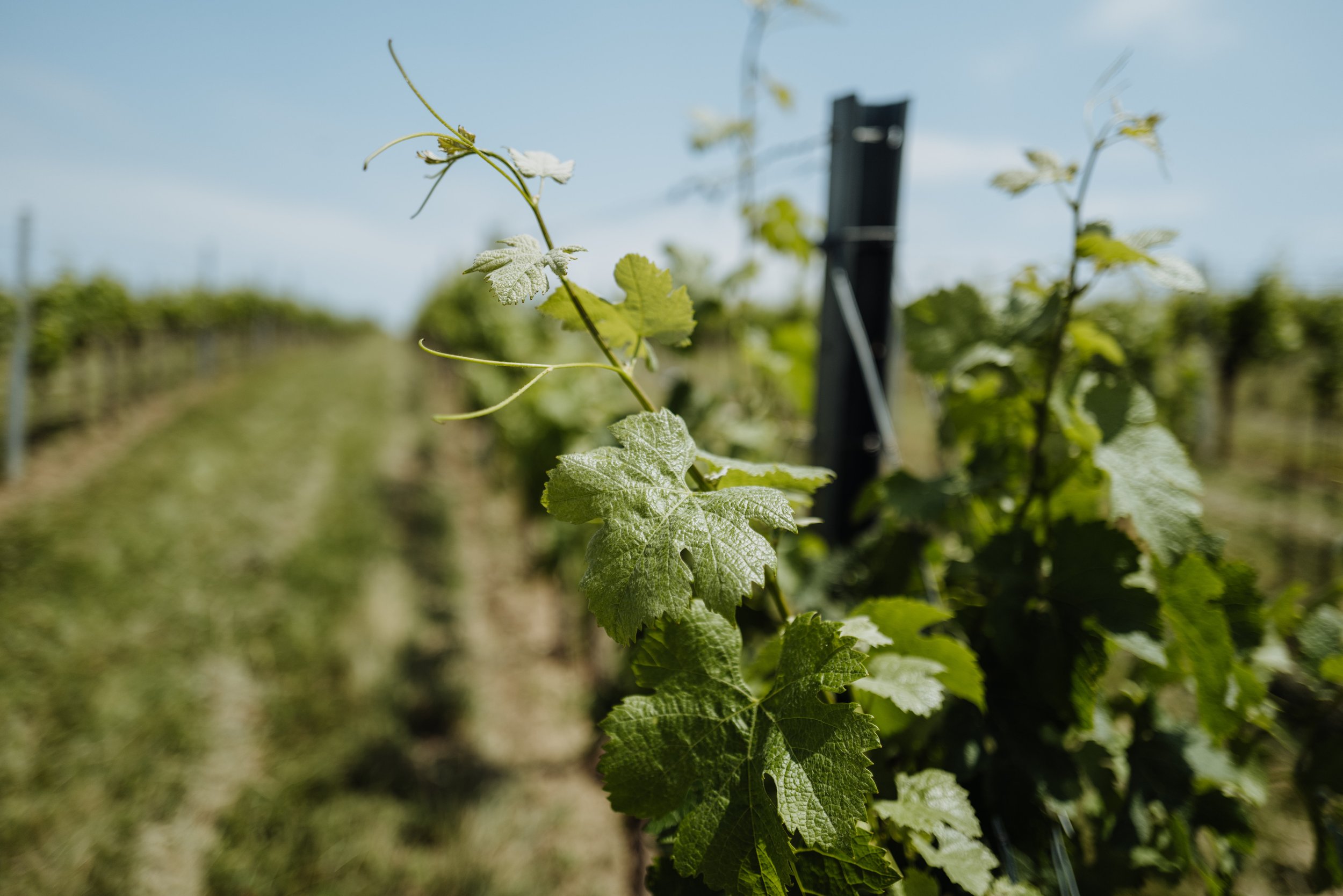 Weingut Pfneisl 12 - (c) _michaelschartner.creative.jpg