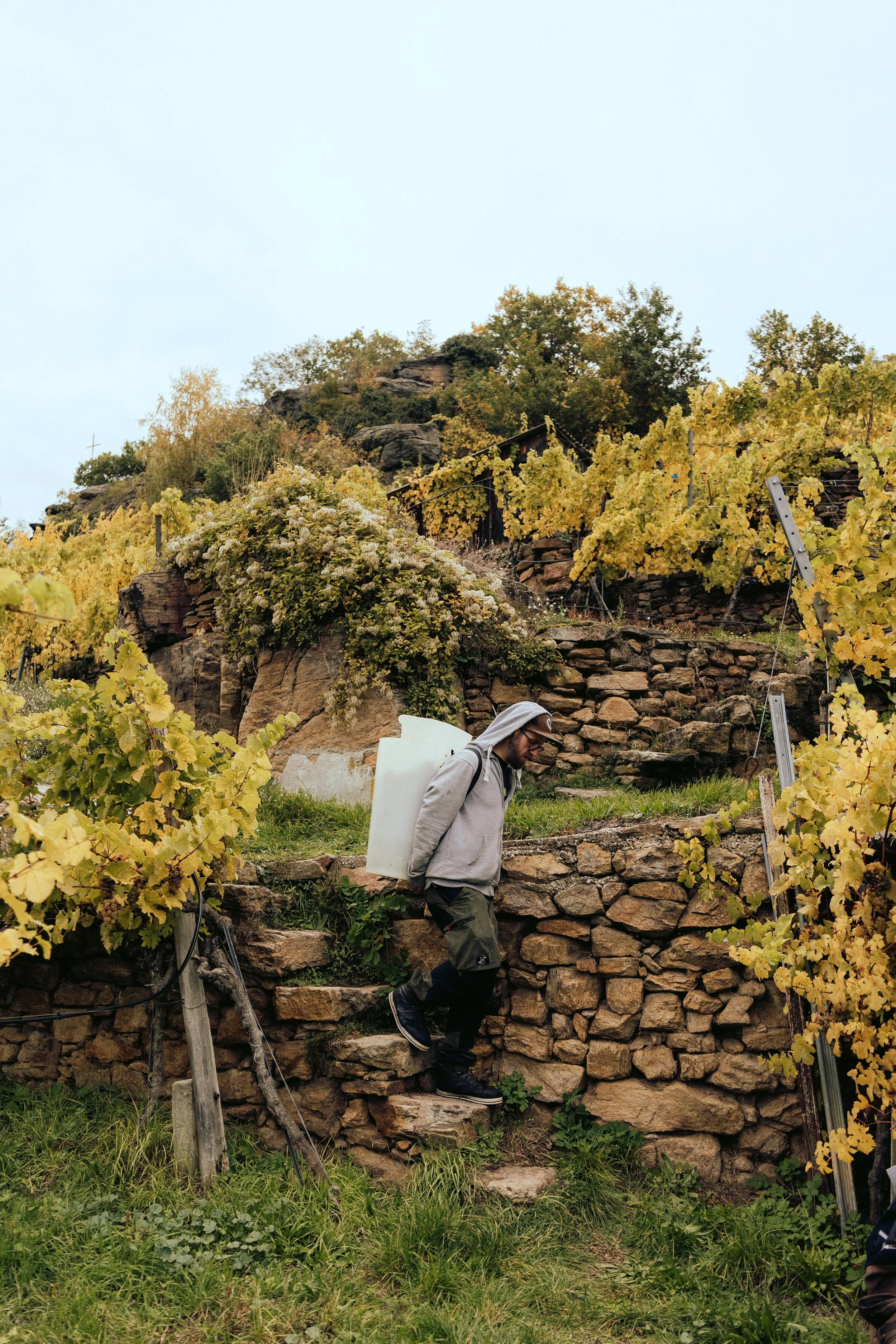 Domäne Wachau - Lese Preview @michaelschartner.creative-14.jpg