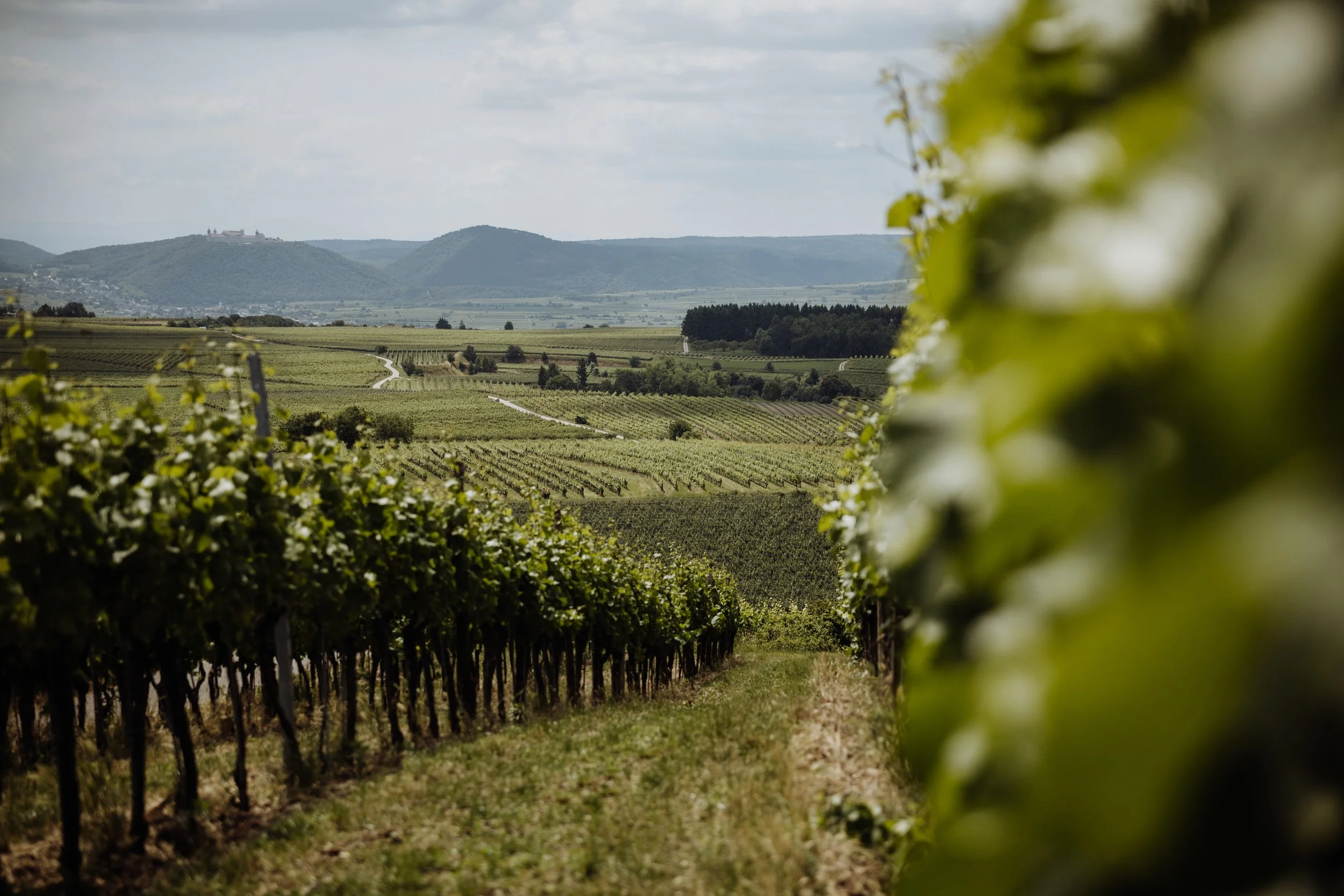 Weingut Türk - (c) _michaelschartner.creative-9.jpg