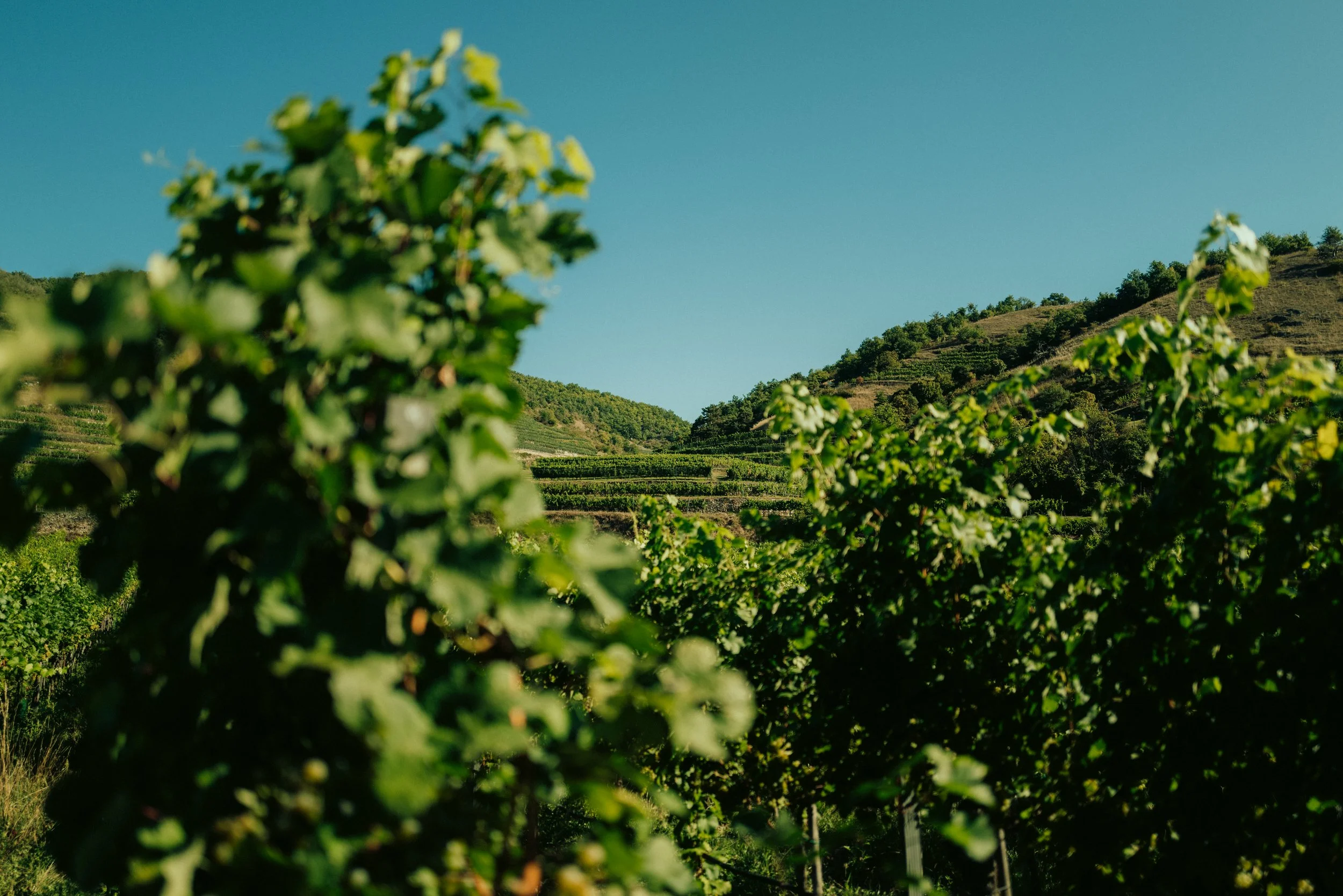 Domäne Wachau - @michaelschartner.creative-4.jpg
