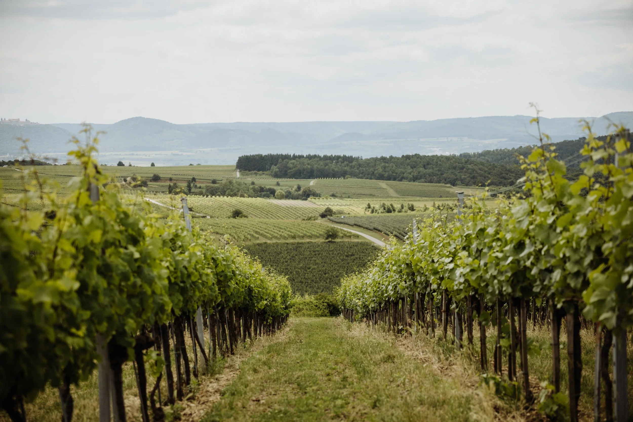 Weingut Türk - (c) _michaelschartner.creative-5.jpg