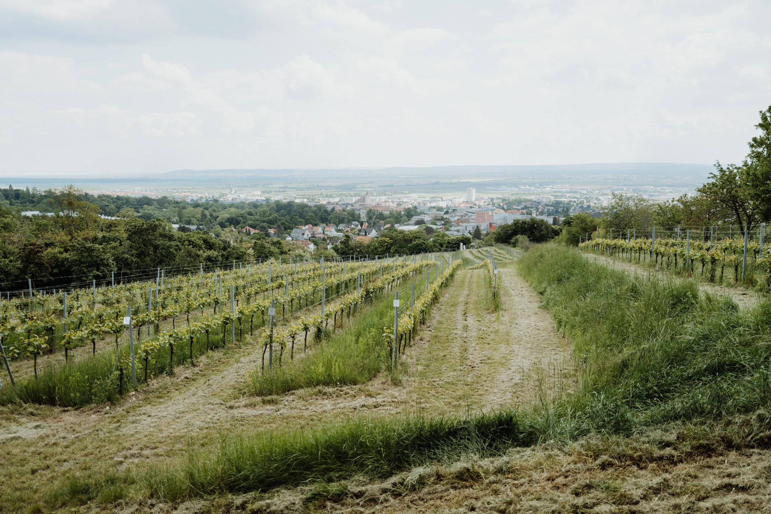 Weingut Kollwentz - 13.05.2025 (10 of 39).jpg