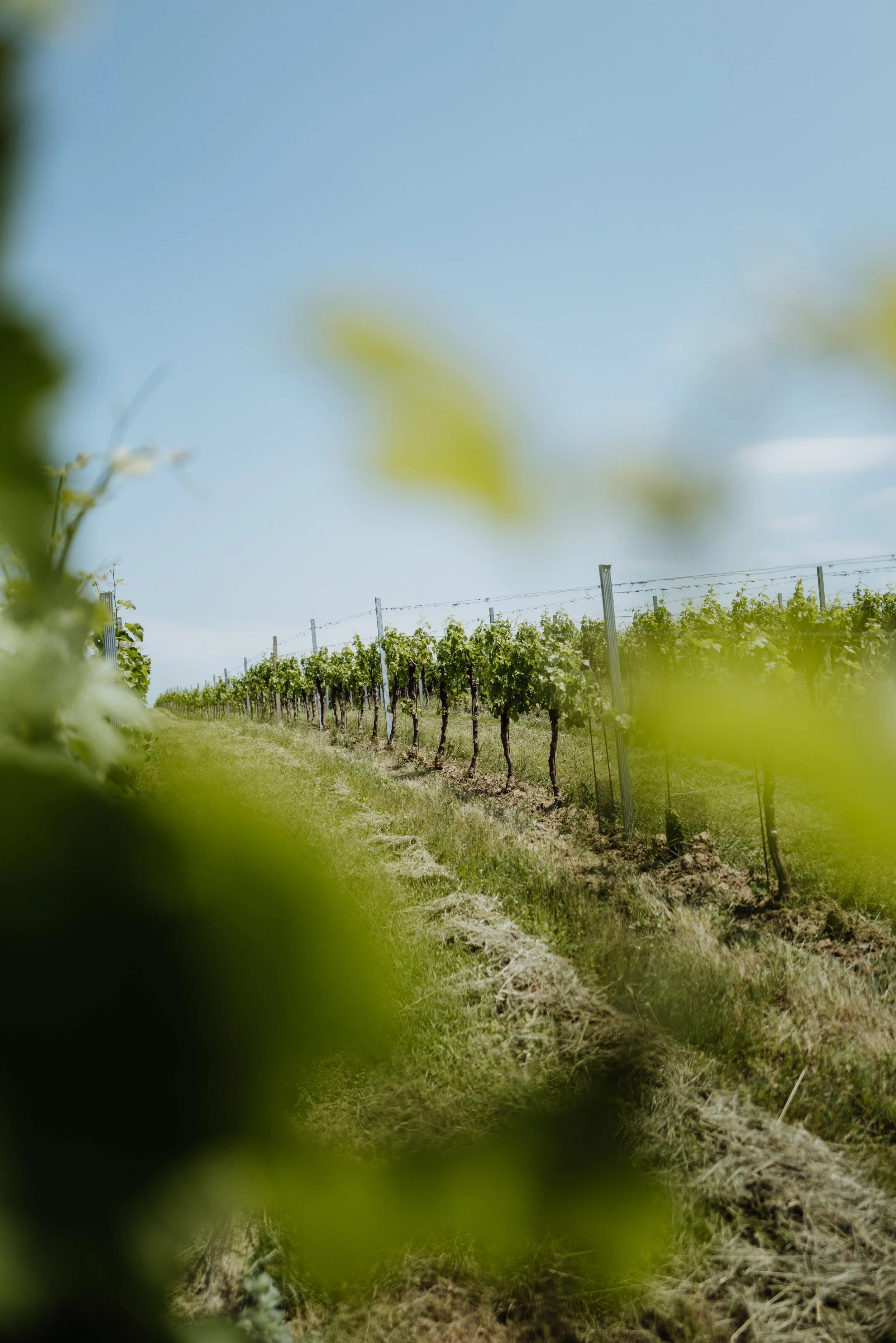 Weingut Pfneisl 15 - (c) _michaelschartner.creative.jpg