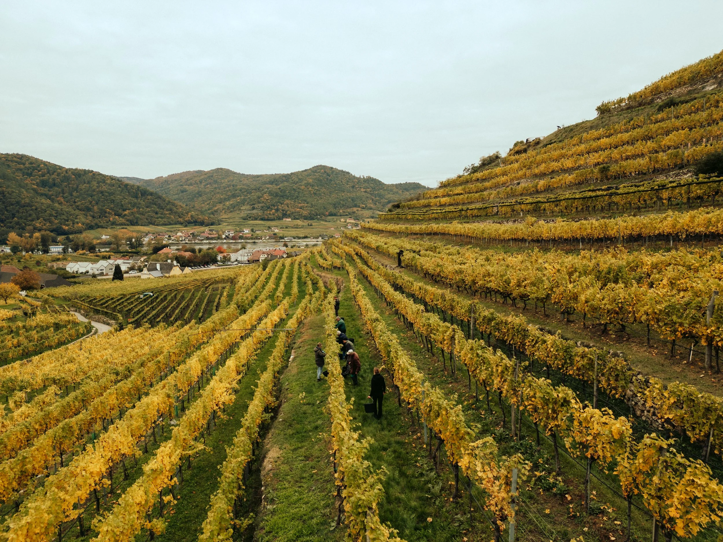 Domäne Wachau - Lese Preview @michaelschartner.creative-1.jpg