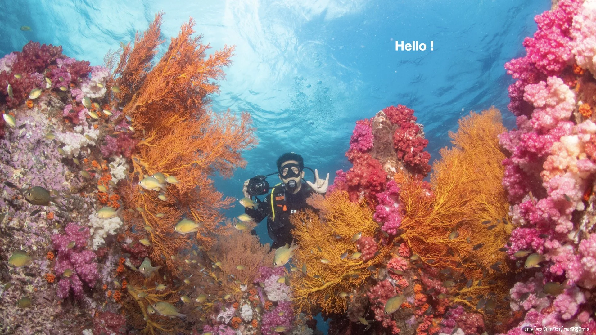 Underwater Aesthetics.002.jpeg