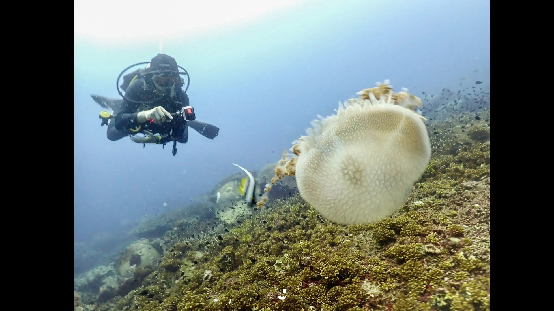 Underwater Aesthetics.014.jpeg