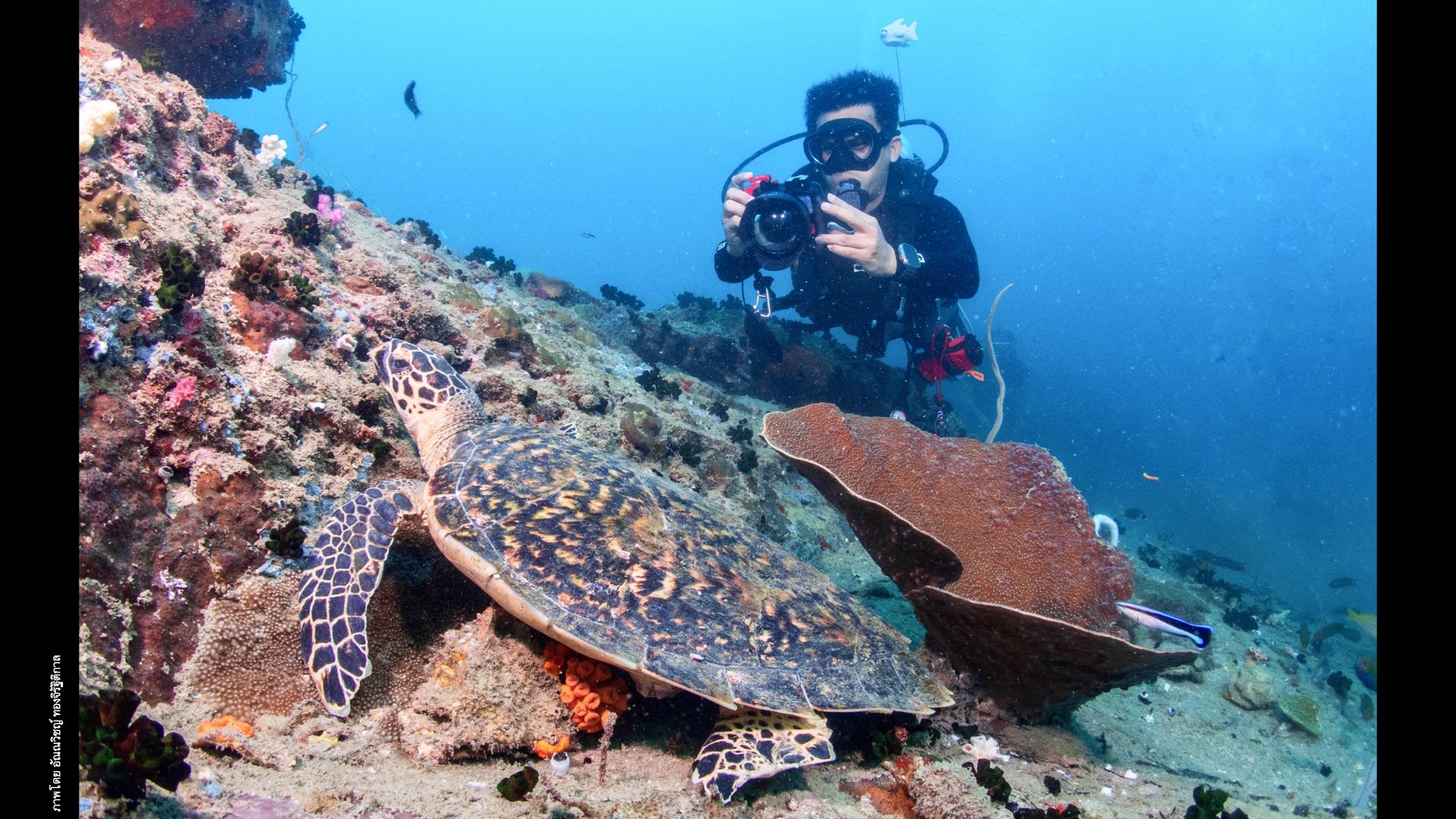 Underwater Aesthetics.018.jpeg