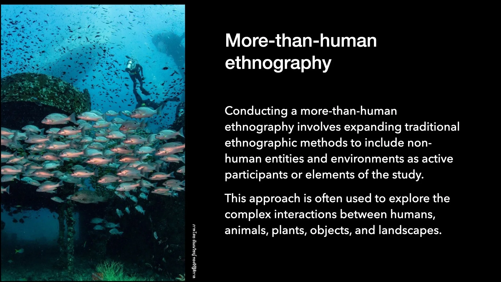 Underwater Aesthetics.031.jpeg