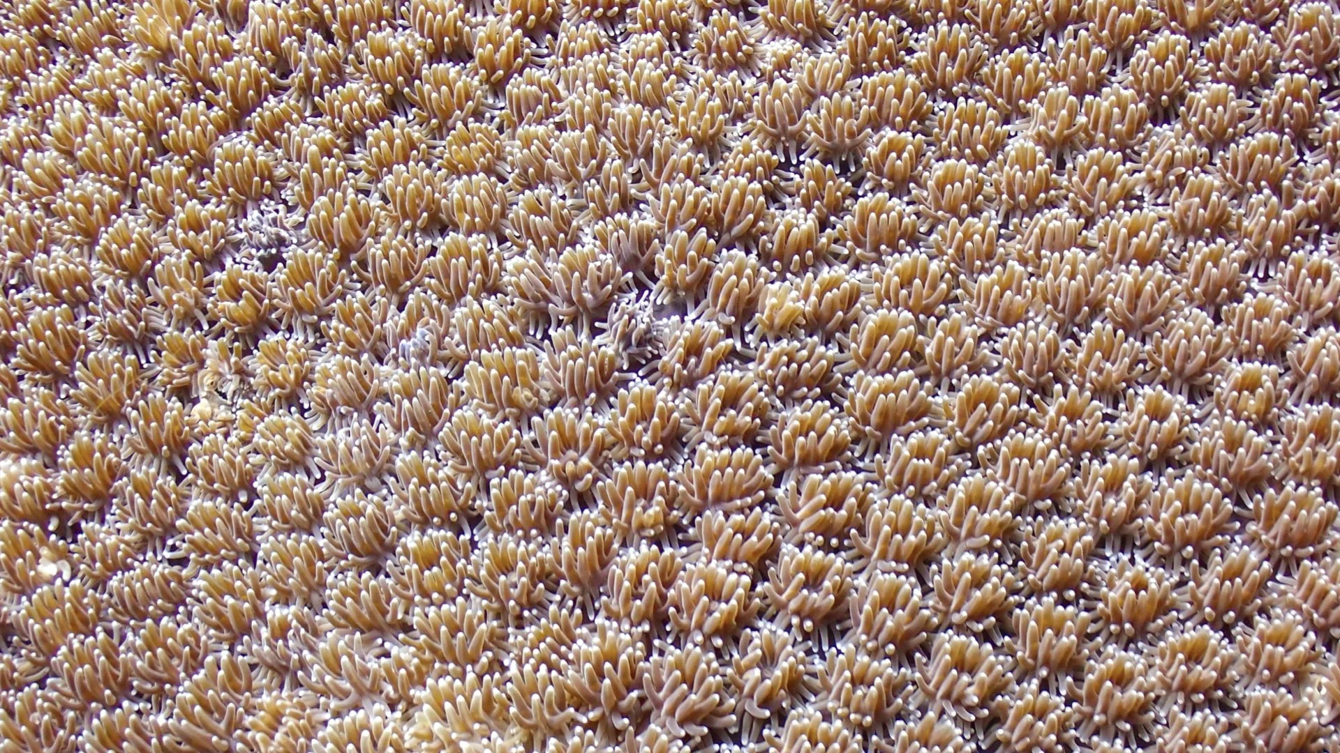 Underwater Aesthetics.034.jpeg