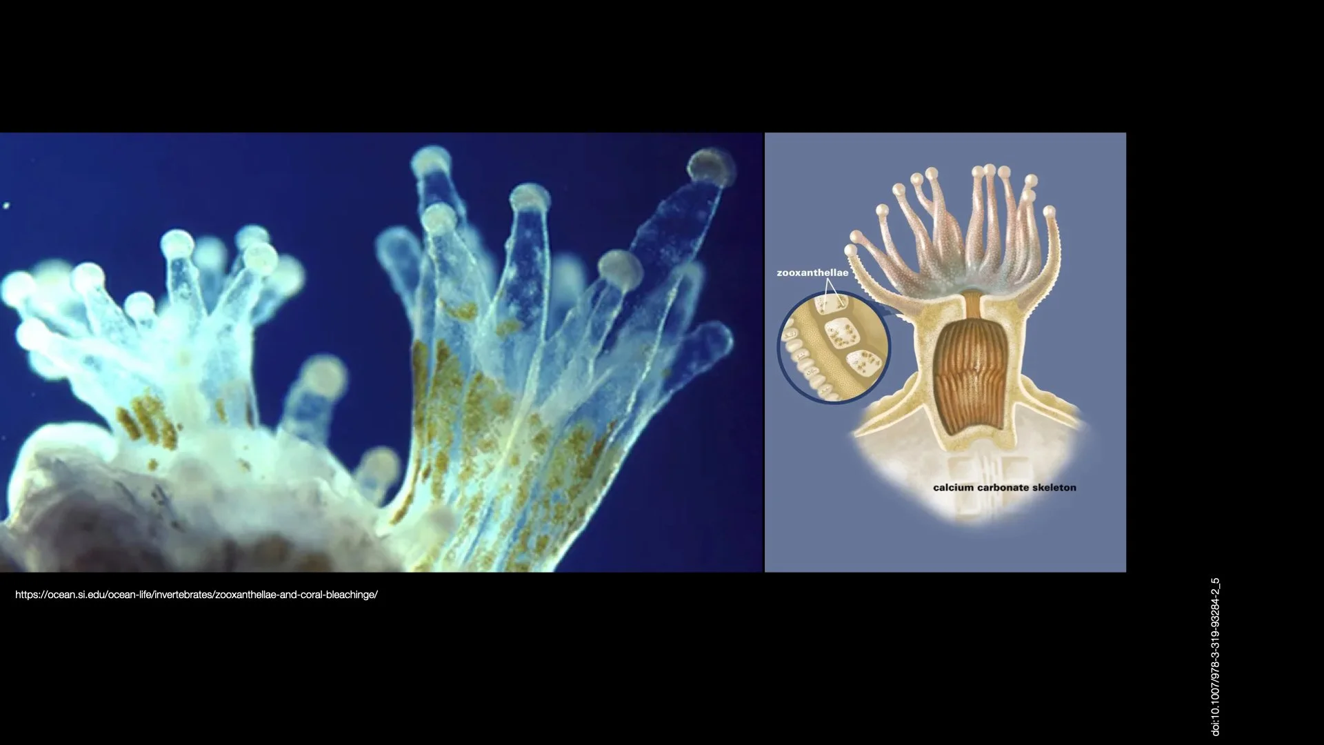 Underwater Aesthetics.043.jpeg