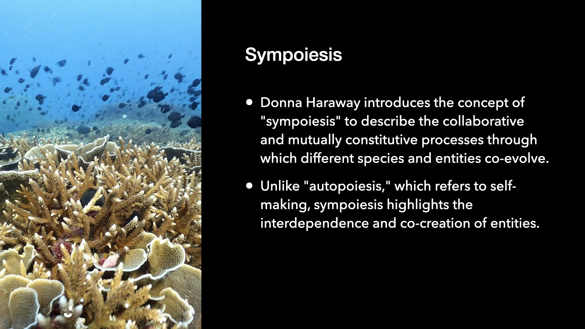 Underwater Aesthetics.047.jpeg