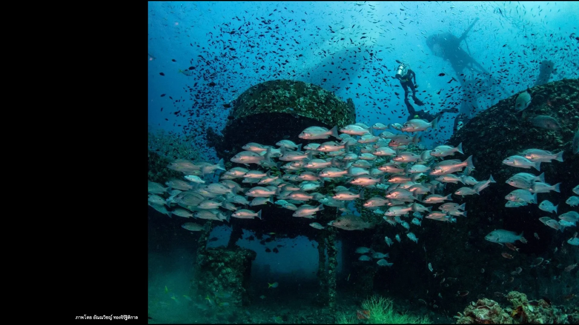 Underwater Aesthetics.069.jpeg