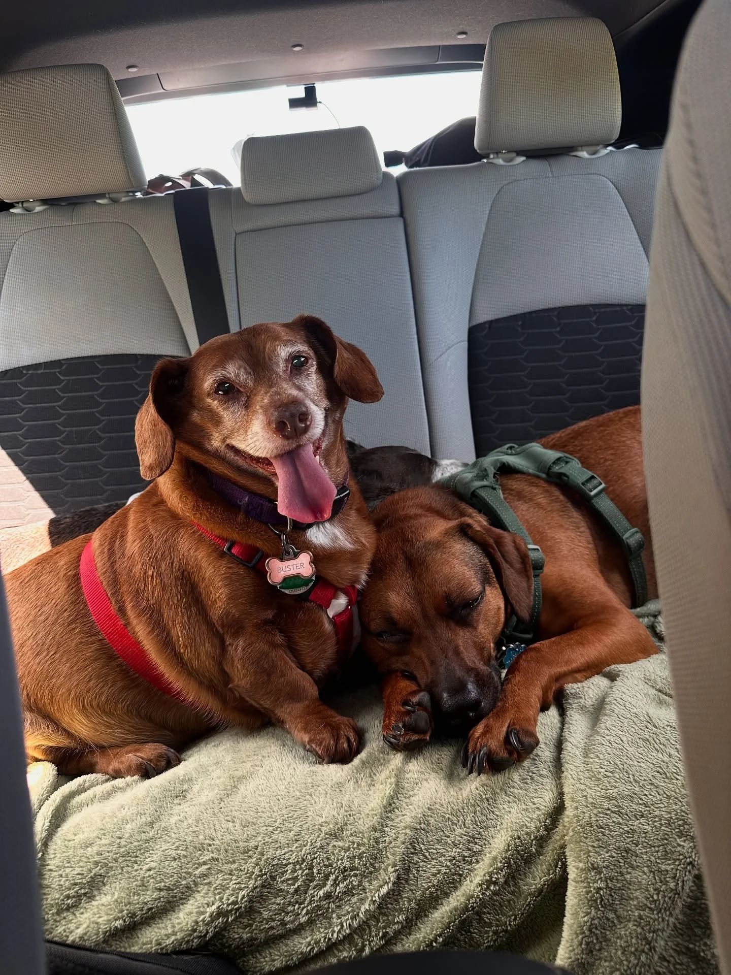 Road trippin with the babes. 2 years ago, Bentley showed up on our doorstep with nowhere to go. Buster was homicidal lol. But, slowly, they became comfortable around each other. And now? They&rsquo;re cuddle buddies🥹 #dogs #rescueddogsofinstagram
