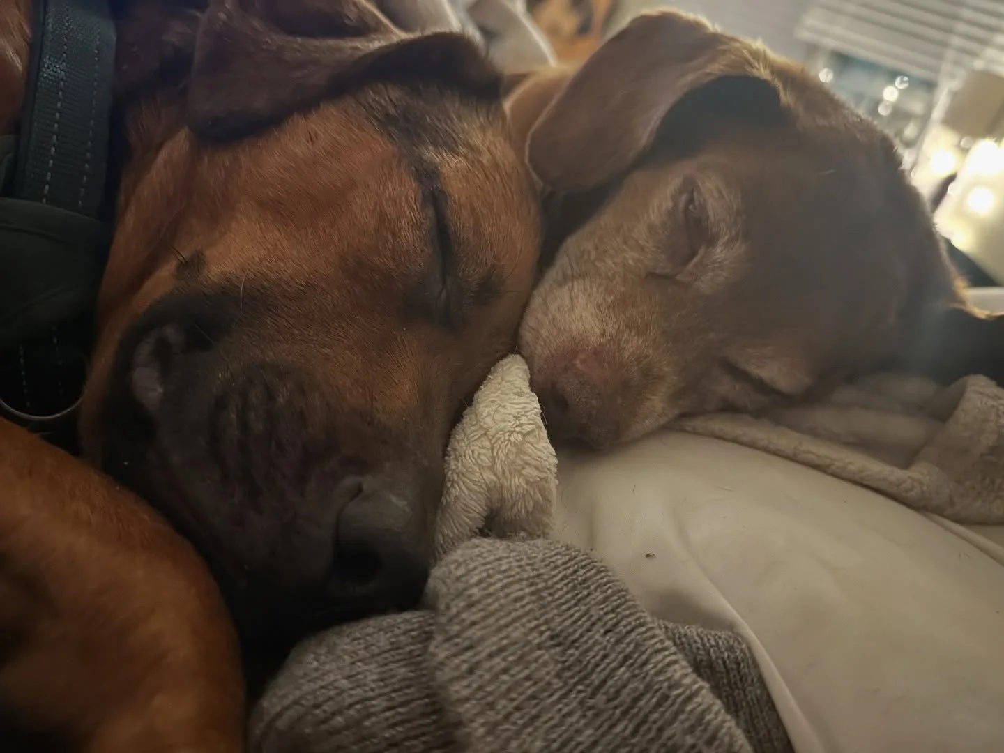 Hope this melts your Sunday Scaries away❤️