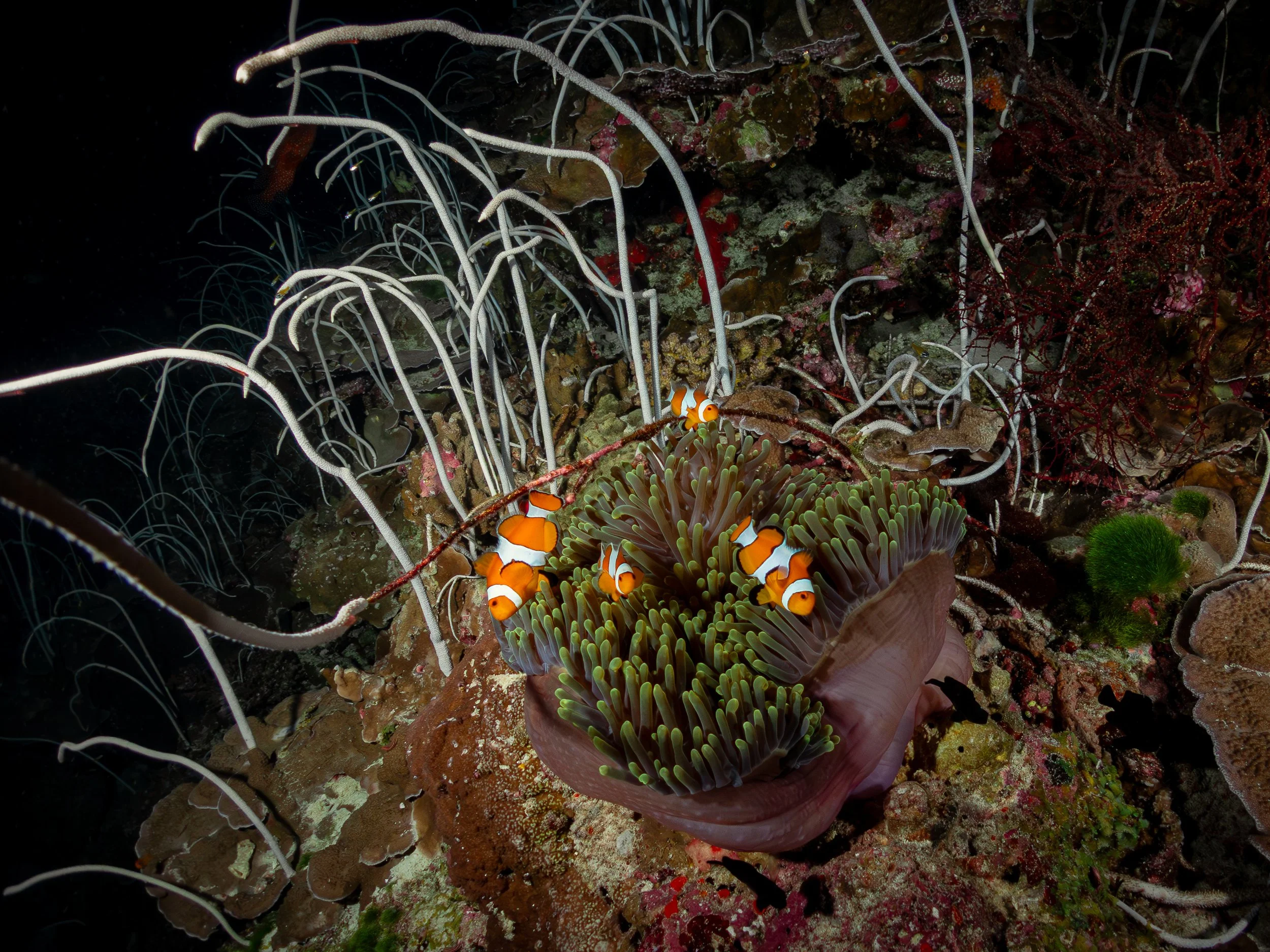 Bangkok_Booking_Chinatown_Mailee Osten-Tan-54.jpg