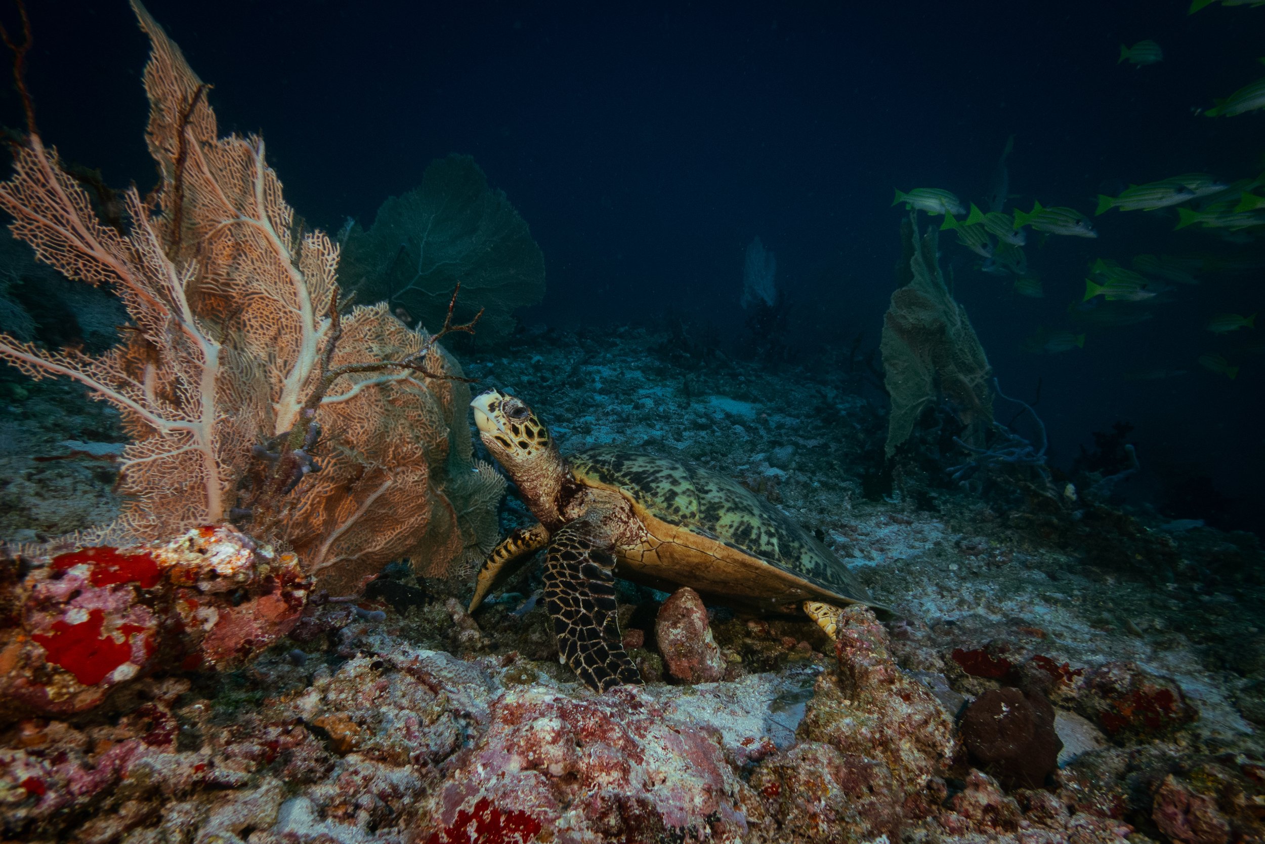 Maldives-13.jpg