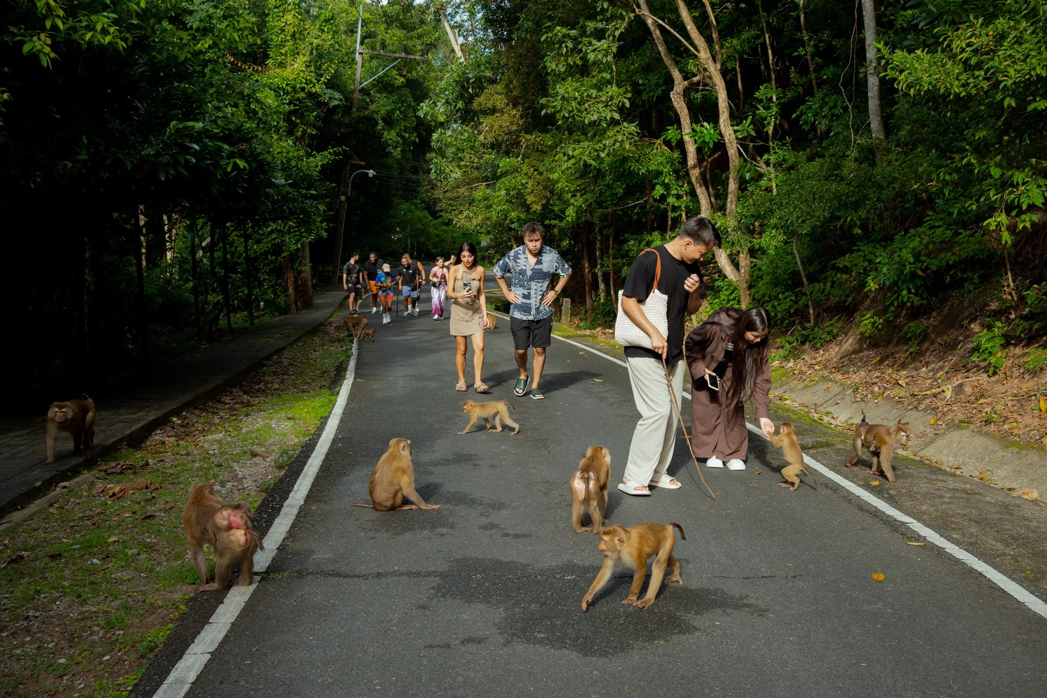 Monkey Hill, Phuket