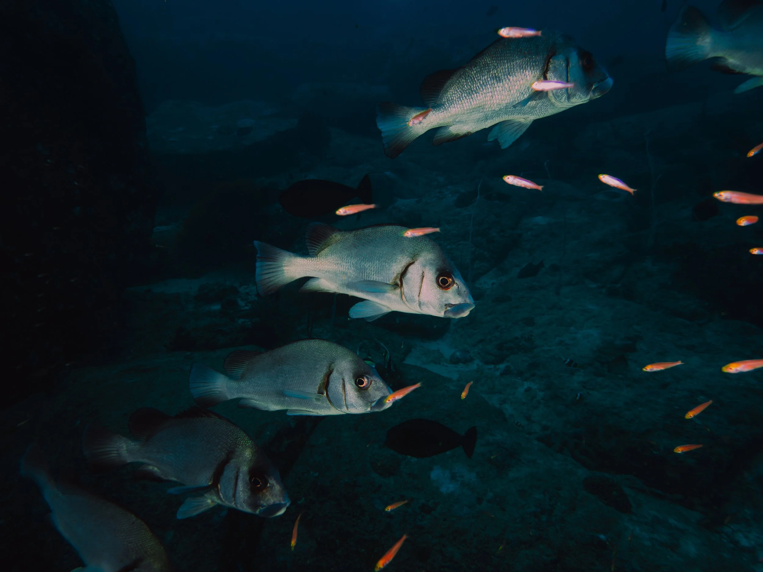 Bangkok_Booking_Chinatown_Mailee Osten-Tan-56.jpg