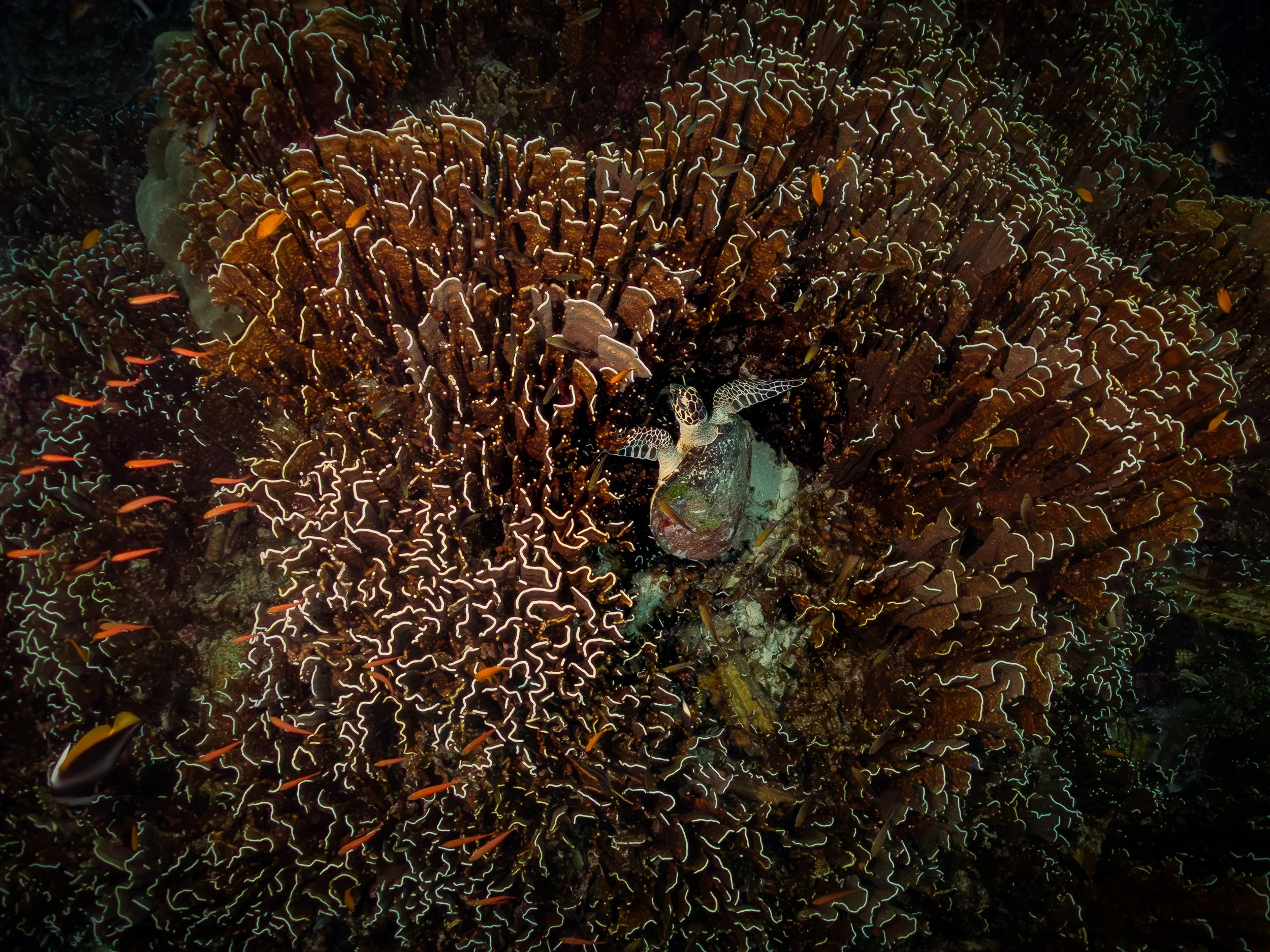 Bangkok_Booking_Chinatown_Mailee Osten-Tan-61.jpg