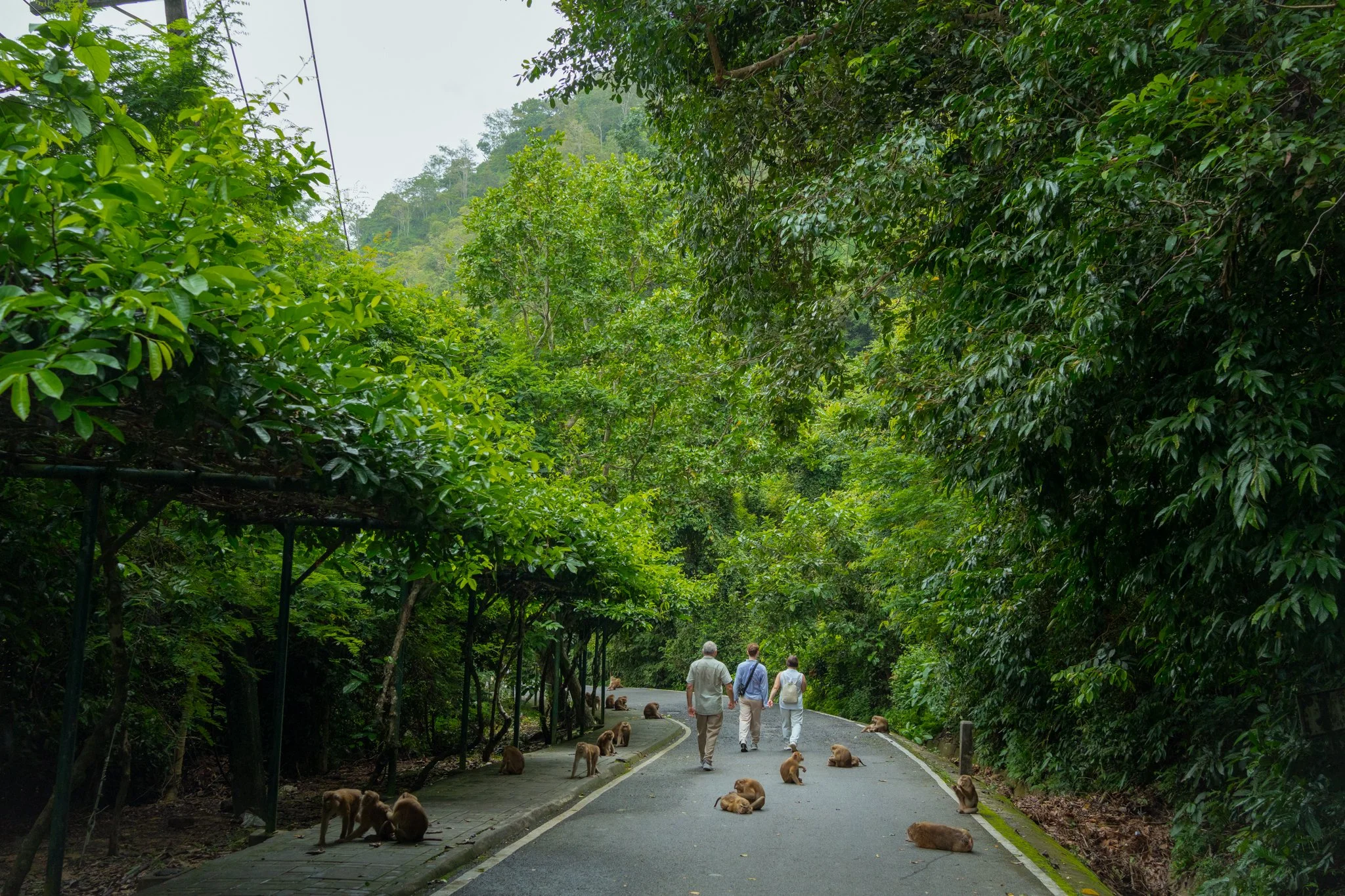 Monkey Hill, Phuket