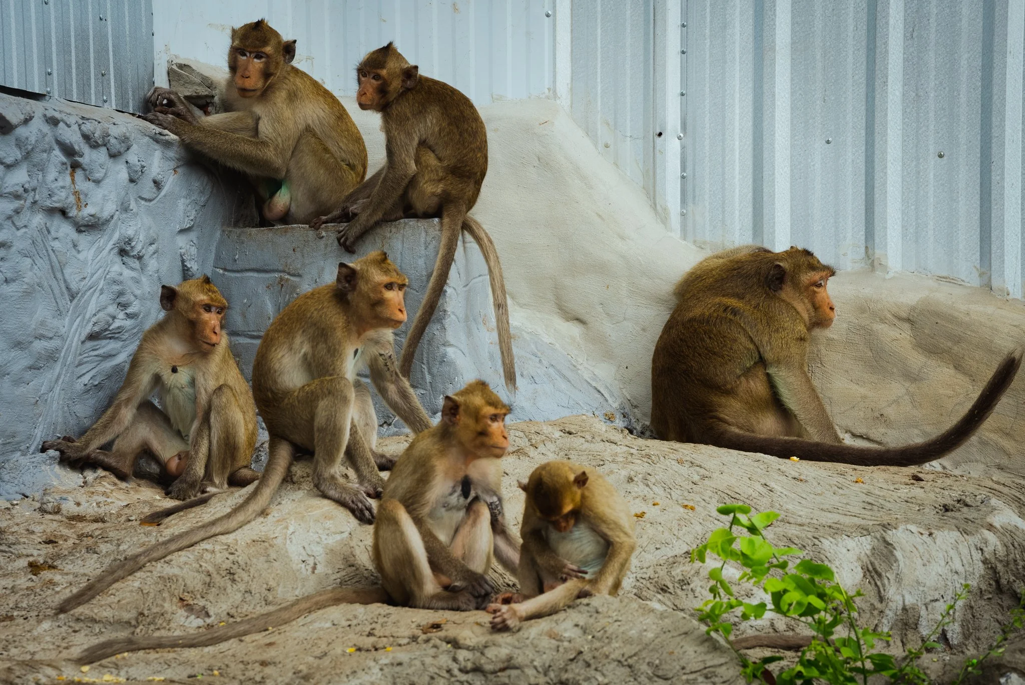 Lopburi_Telegraph-20.jpg