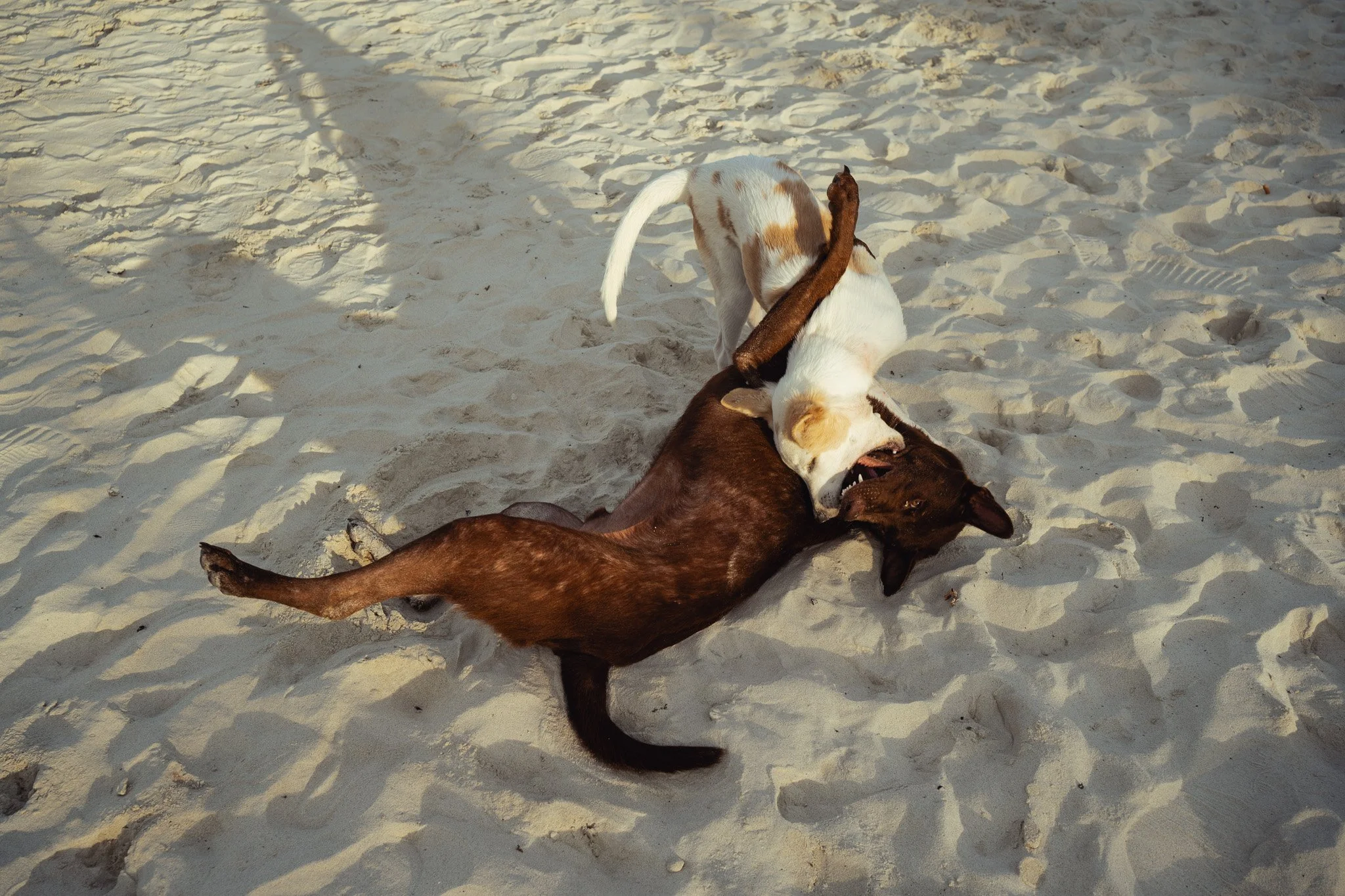 Two dogs play fight on Haan Rin beach.