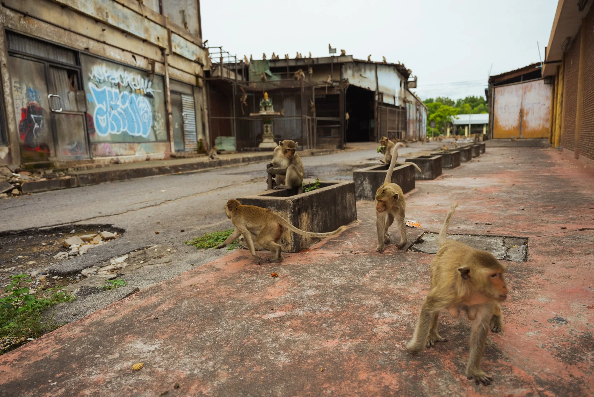 Lopburi Monkeys | The Telegraph