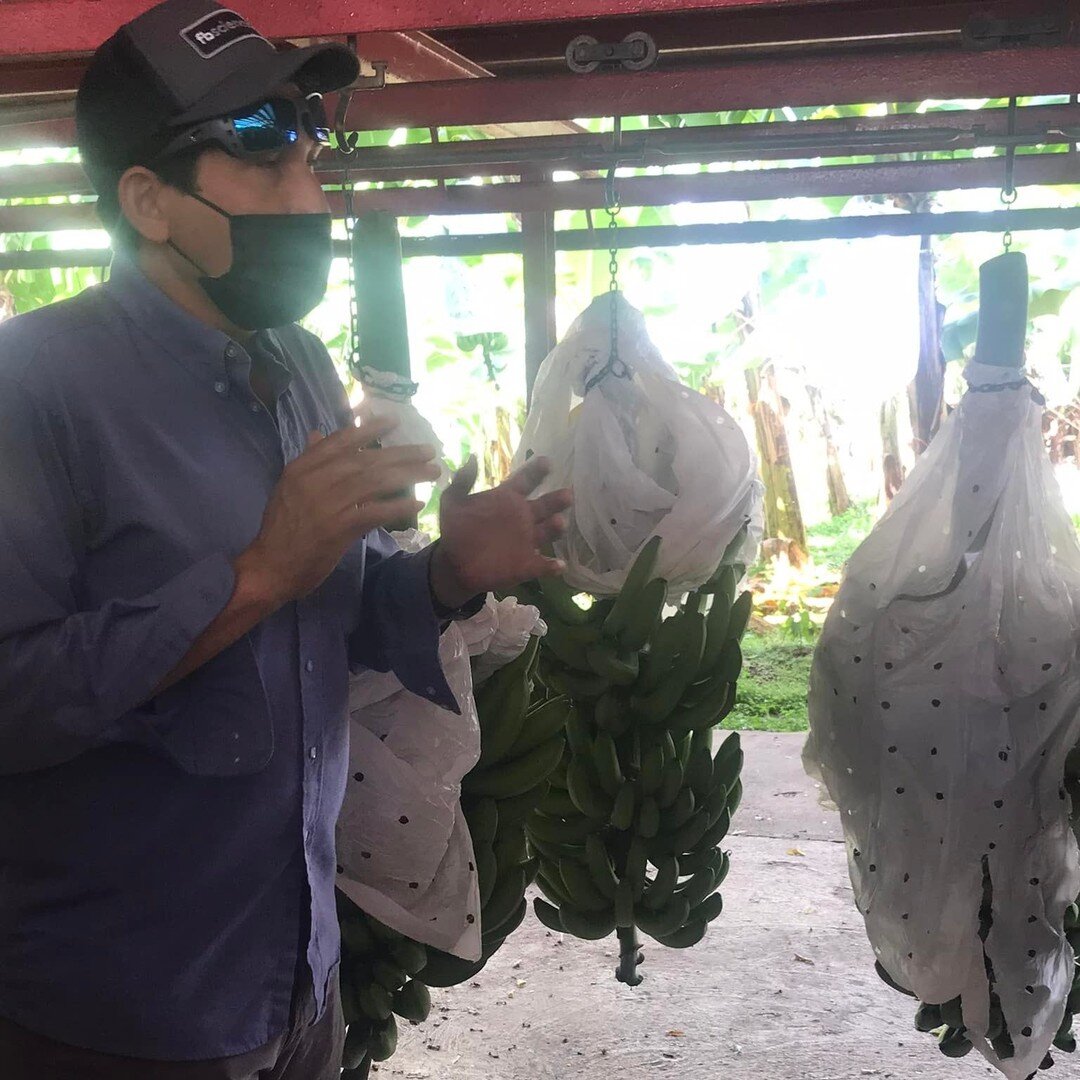 Our director is learning about the food system in Puerto Rico. Check out Fabre banana farm @bananerafabre . They use ecological farming practices, provide livable wages and great working conditions and strive to do better to make a more resilient ope