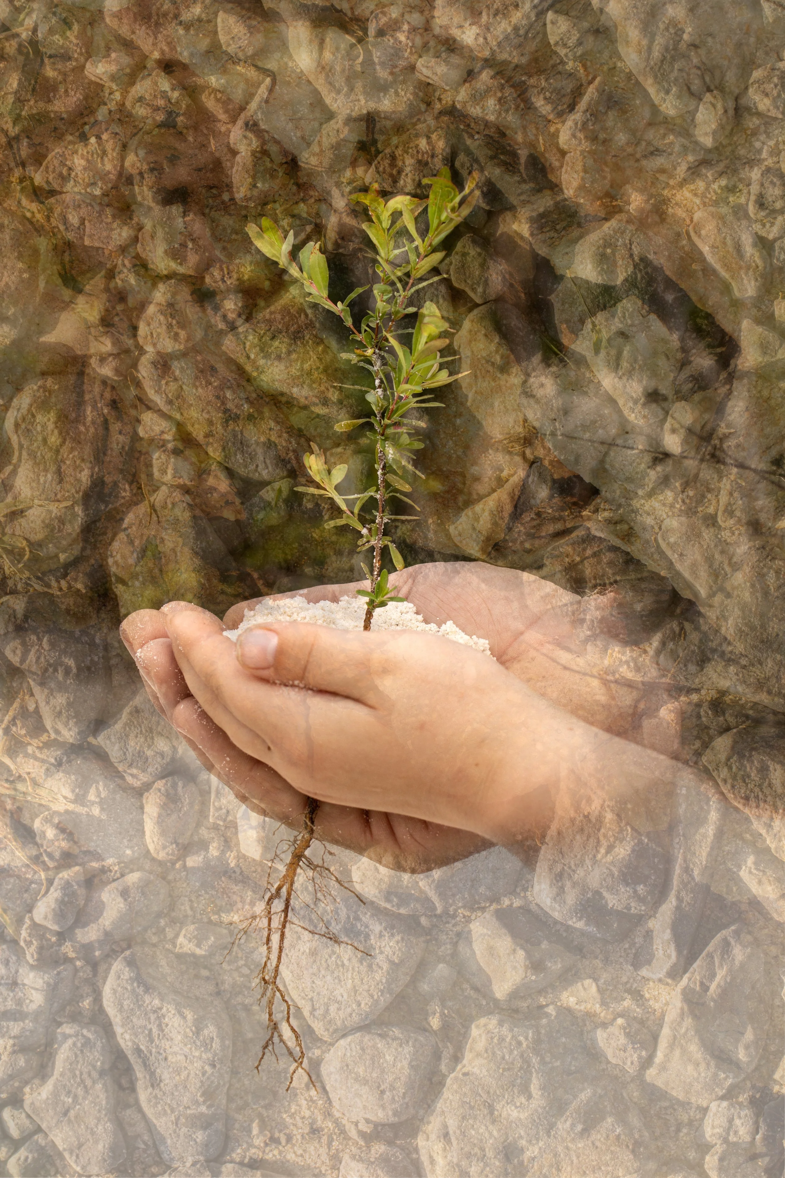 Two Hands Holding Plant with Root  IMG_8293 P_.jpg