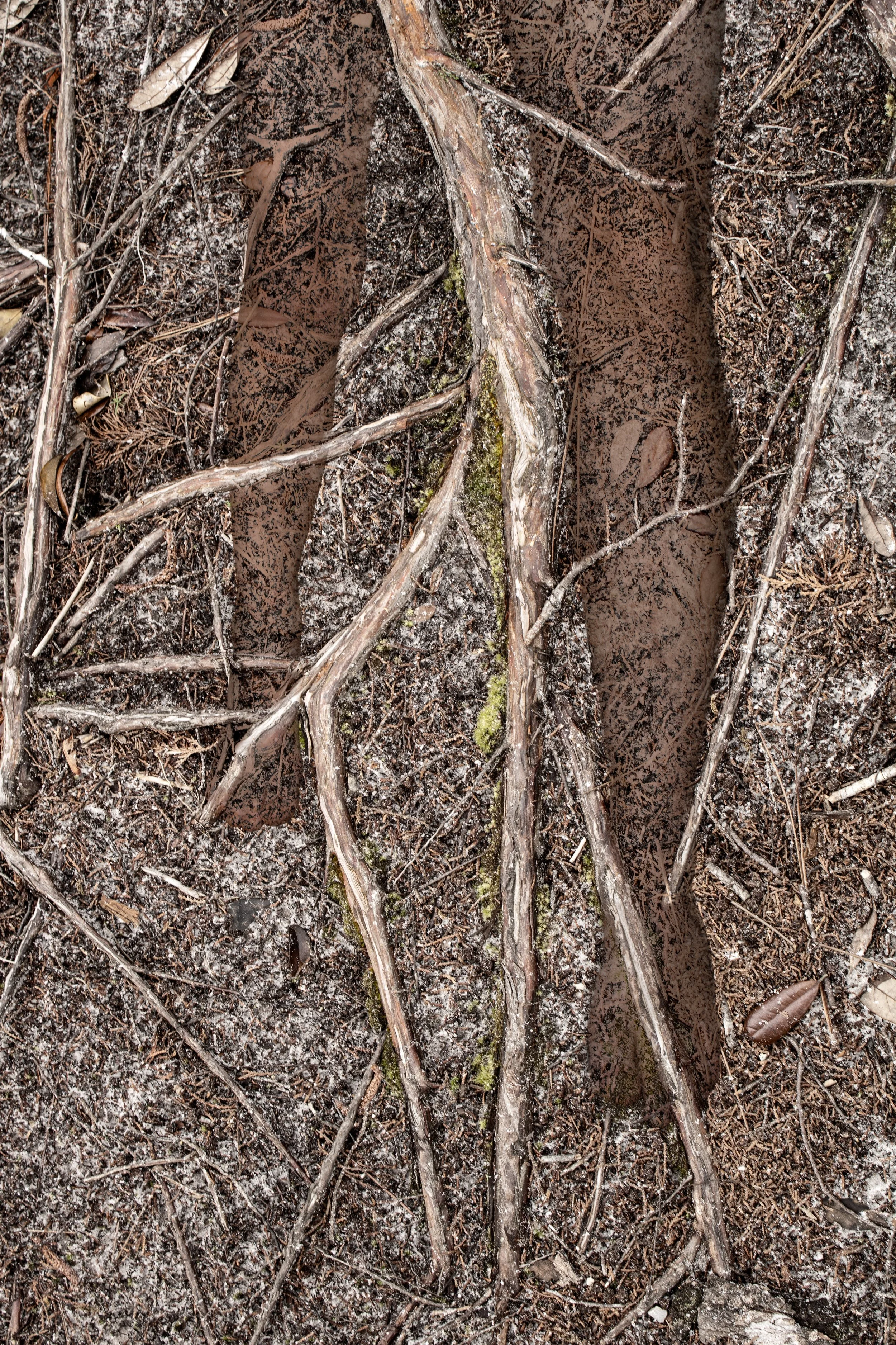 Legs Roots  IMG_8296 P_.jpg