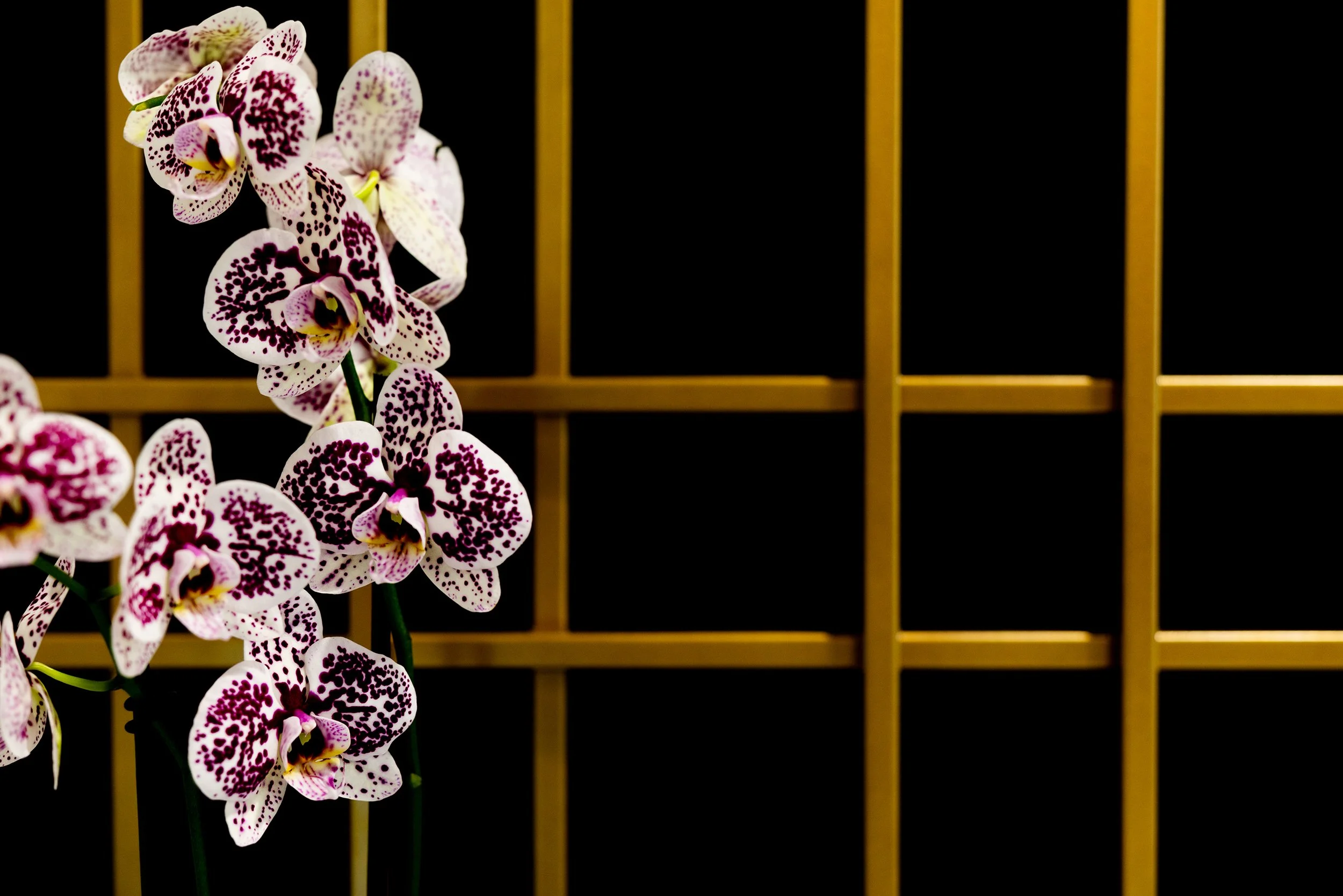The_Edge_Aesthetics_&_Co_CosmopolitanImageCo_-014.jpg