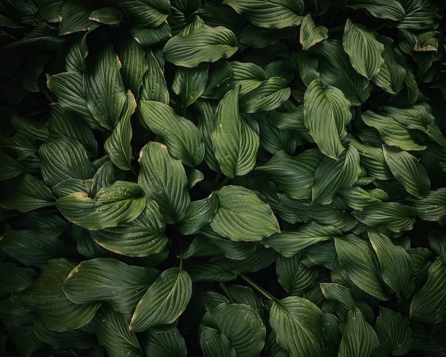 psychedelic integration therapy near me, psychedelic integration therapy sf, integration therapist near me