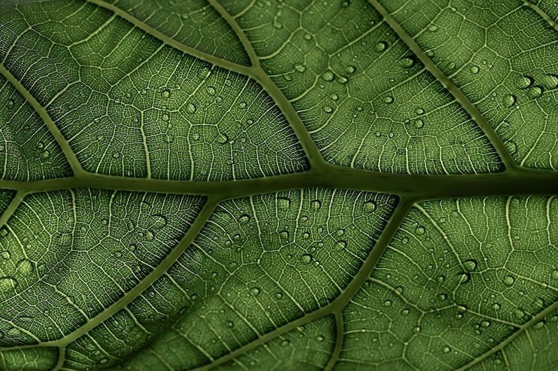 cptsd therapist, cptsd therapy, complex trauma therapy near me