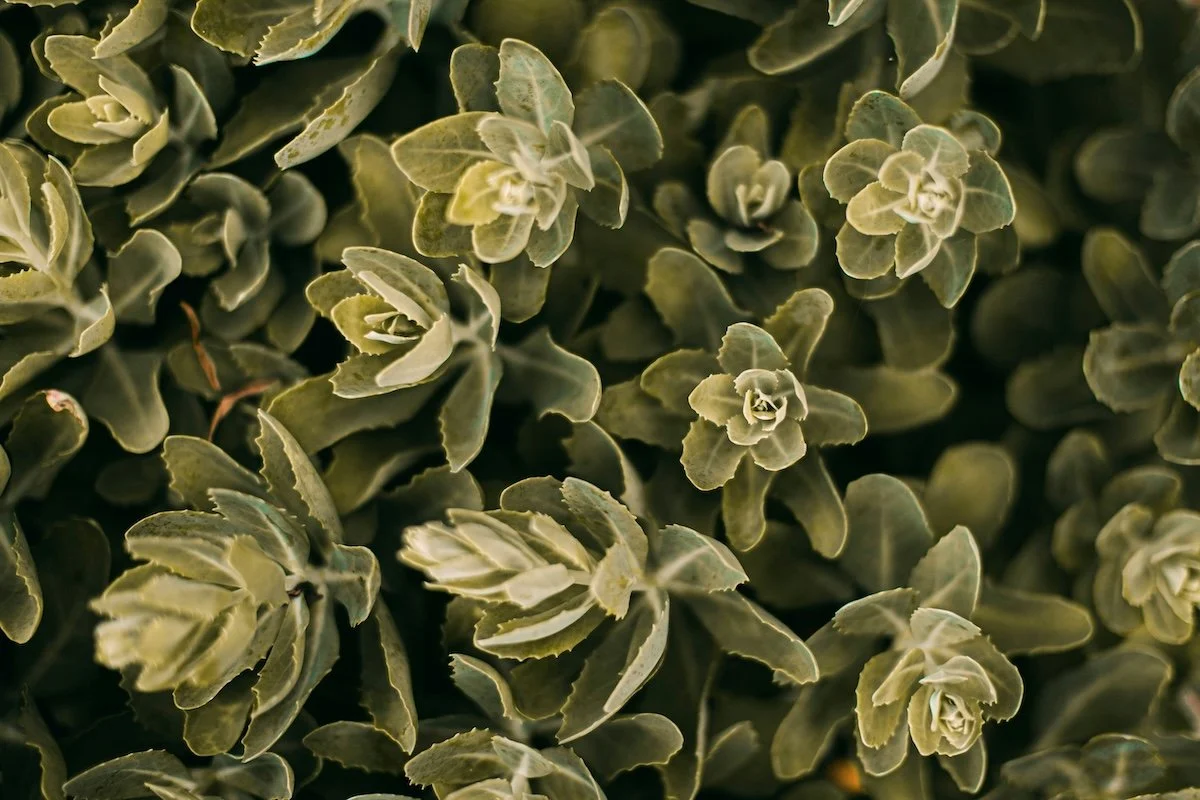 hypnotherapy near me, hypnotherapist near me, el dorado hills hypnotherapy, hypnotherapy and therapy, best hypnotherapist near me